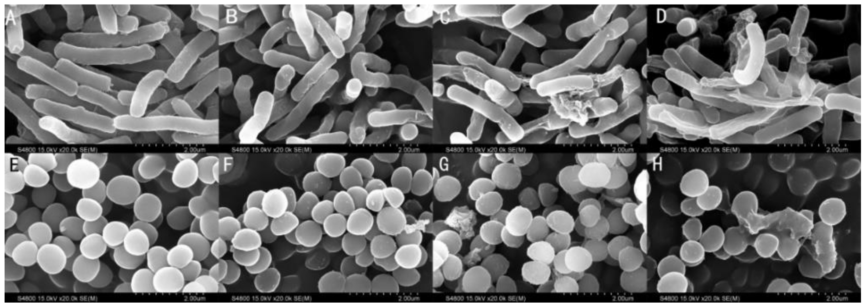 Ijms 21 01470 g007 Ijms 21 01470 g007