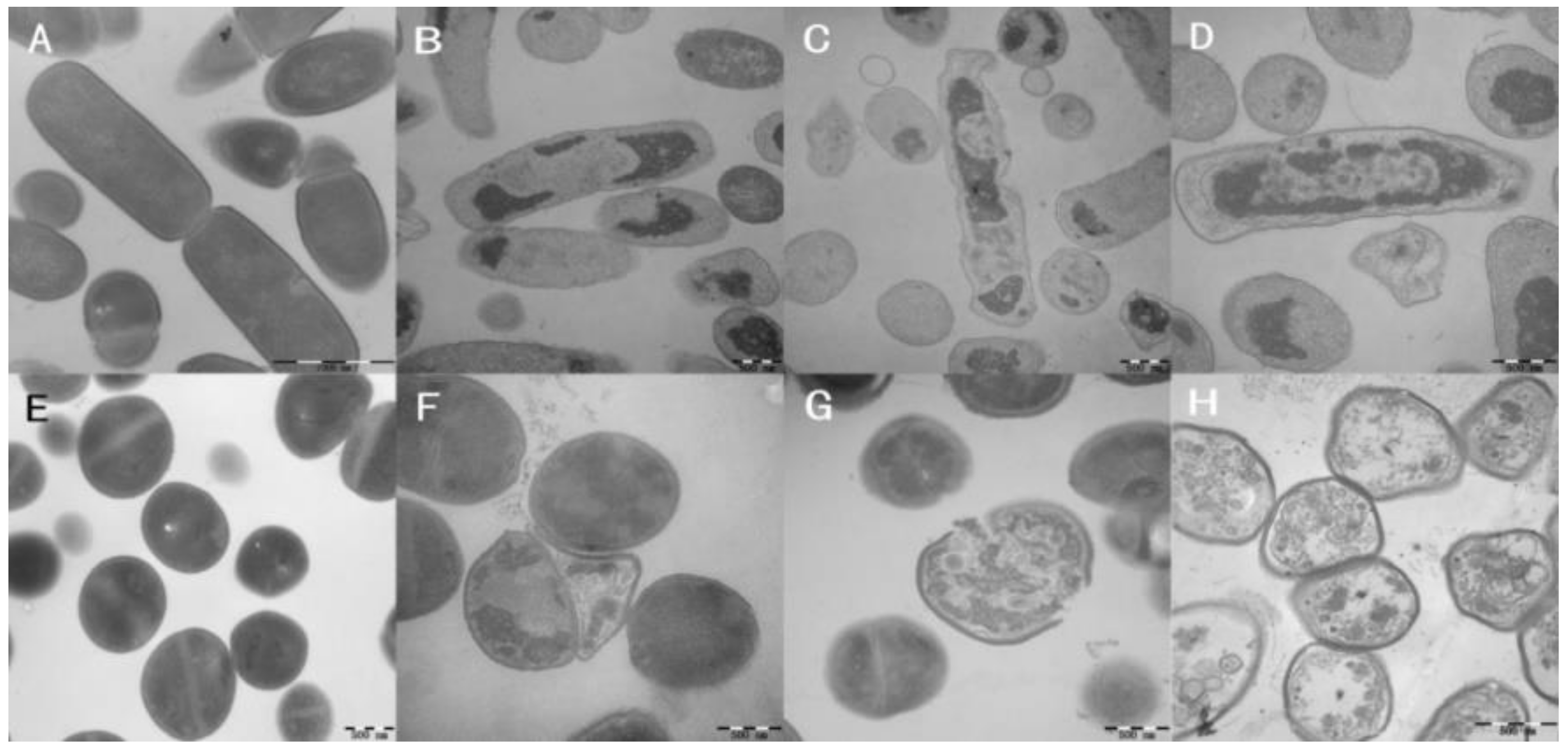 Ijms 21 01470 g008 Ijms 21 01470 g008