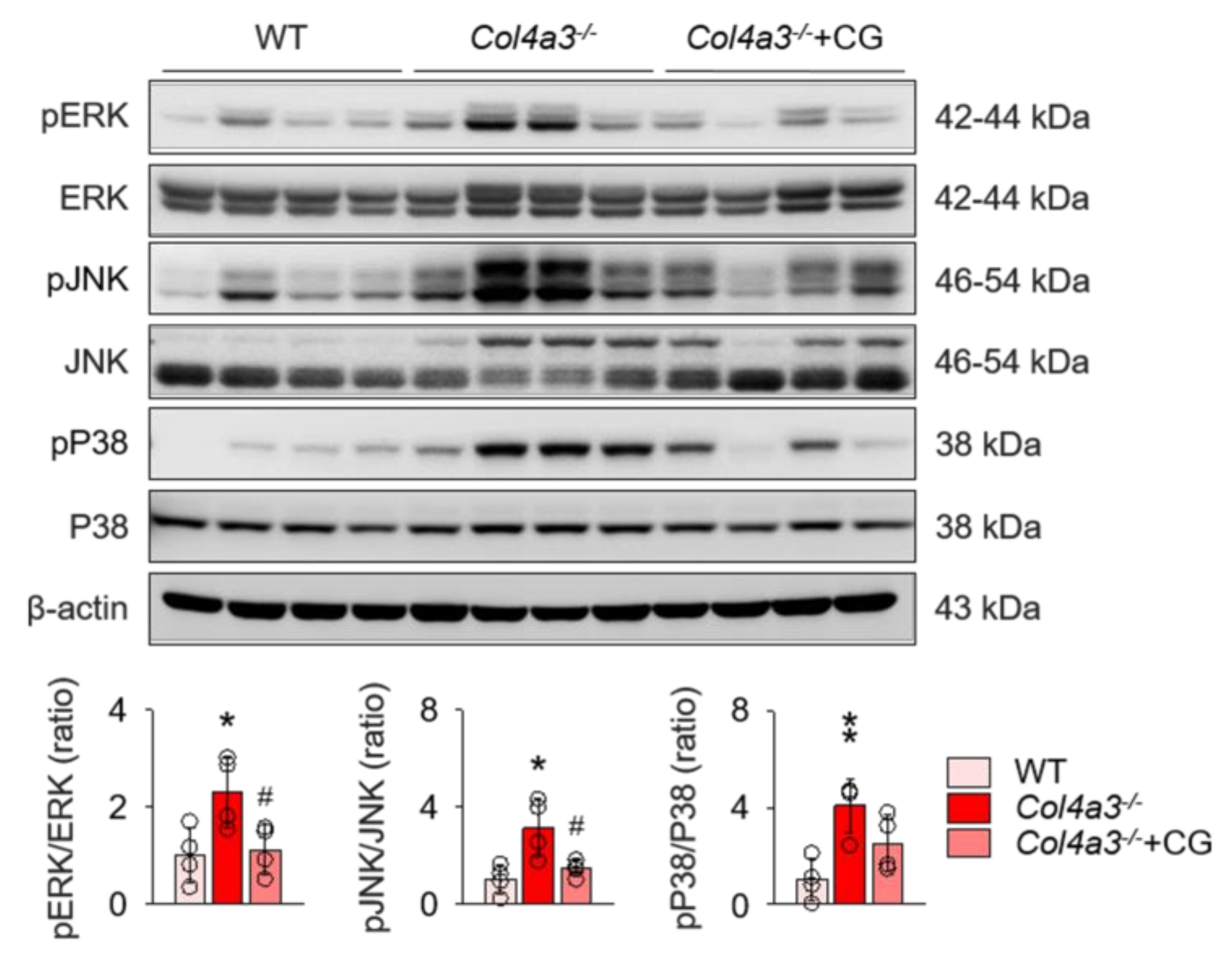 Ijms 21 01473 g005 Ijms 21 01473 g005