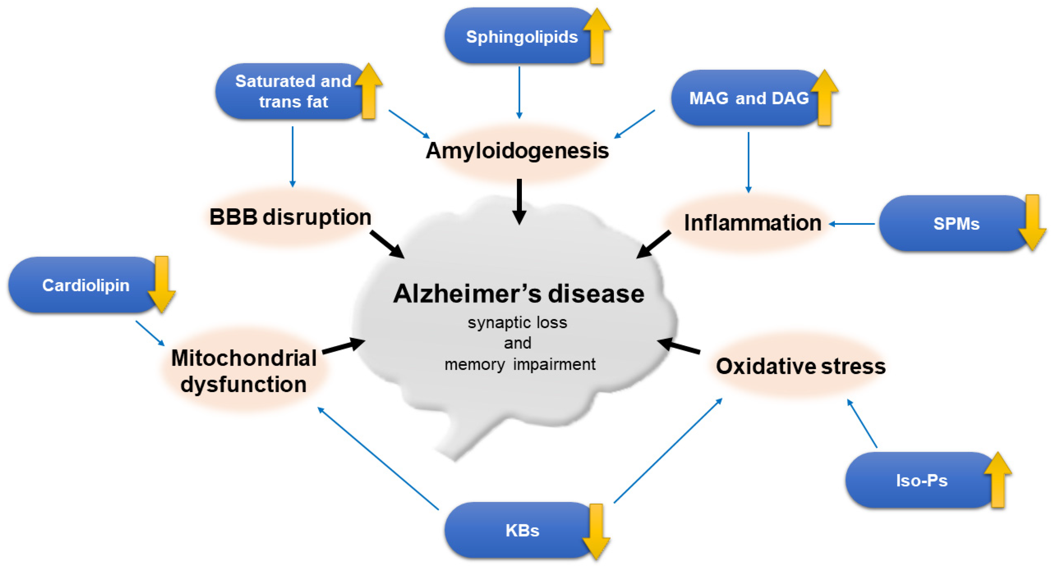 Pathophysiology Of Alzheimer's Disease