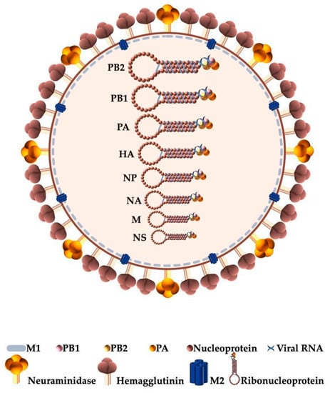 IJMS Free Full Text The Central Role of Non Structural Protein