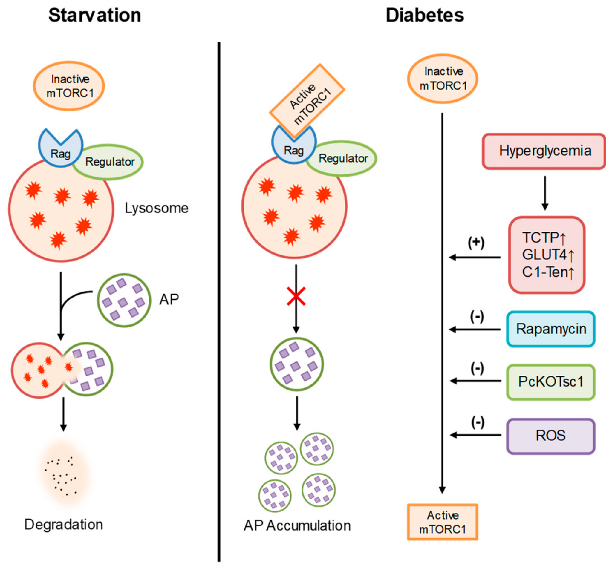 Ijms 21 01559 g002 Ijms 21 01559 g002
