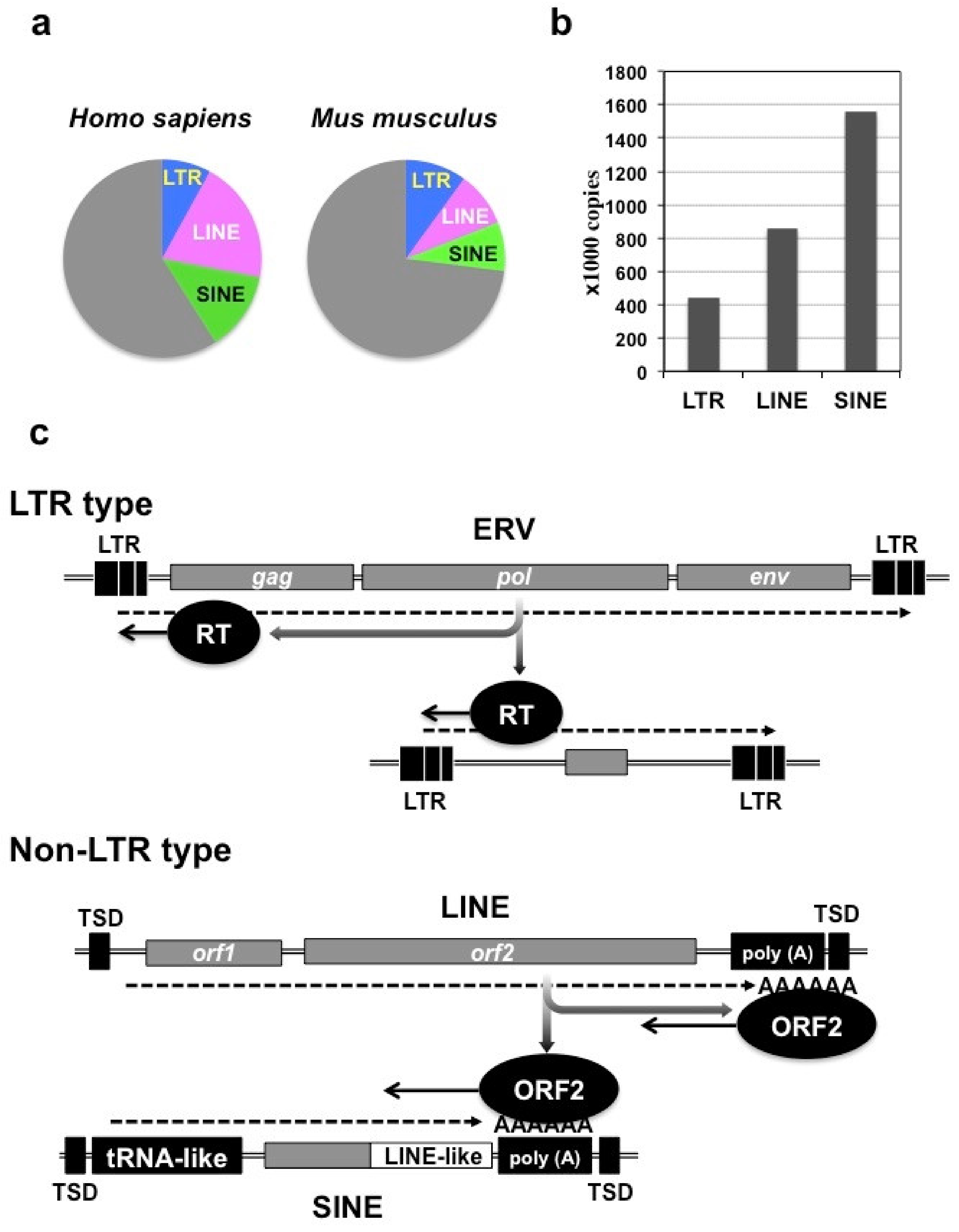 Ijms 21 01564 g001 Ijms 21 01564 g001