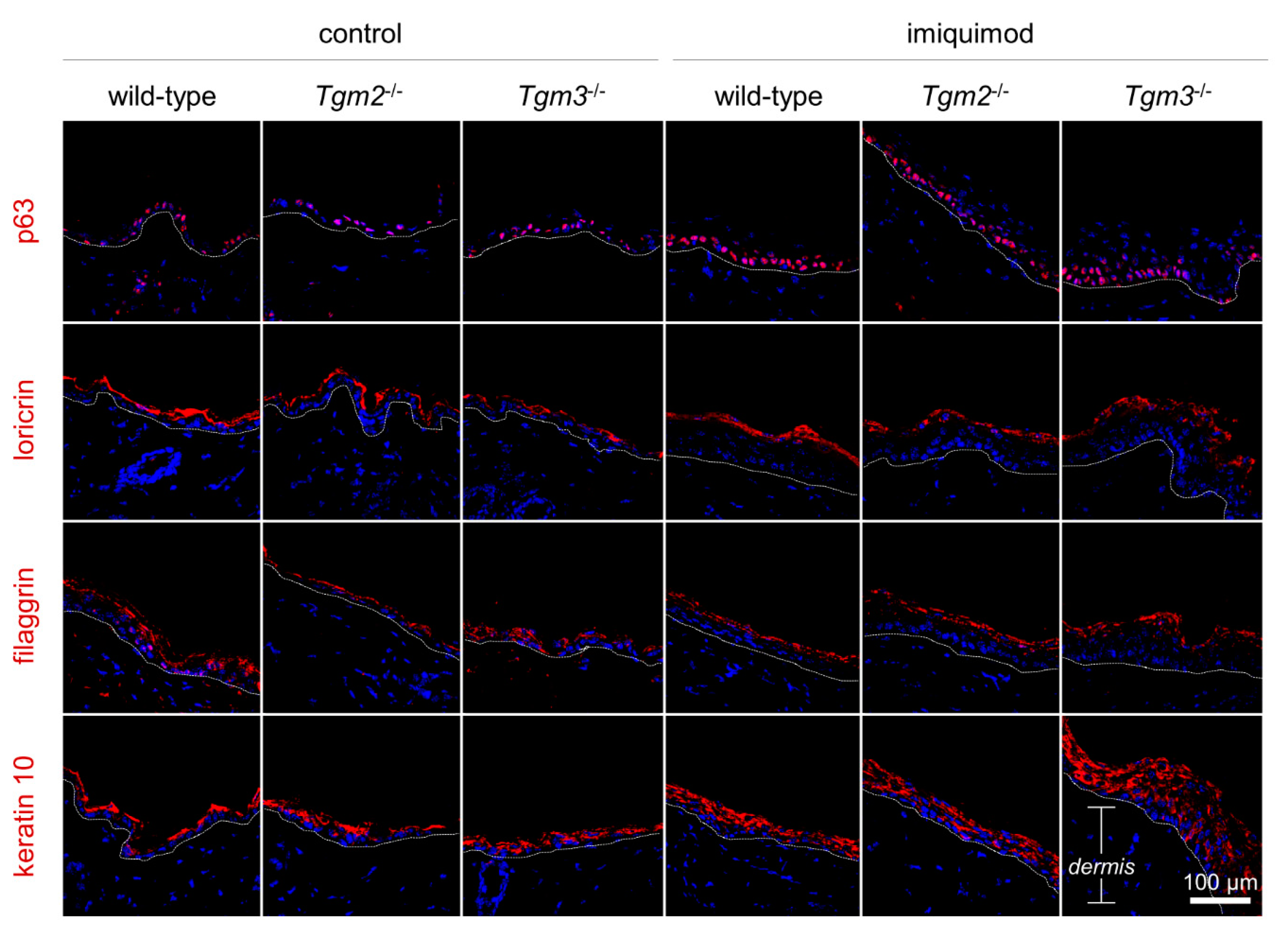Ijms 21 01566 g004 Ijms 21 01566 g004