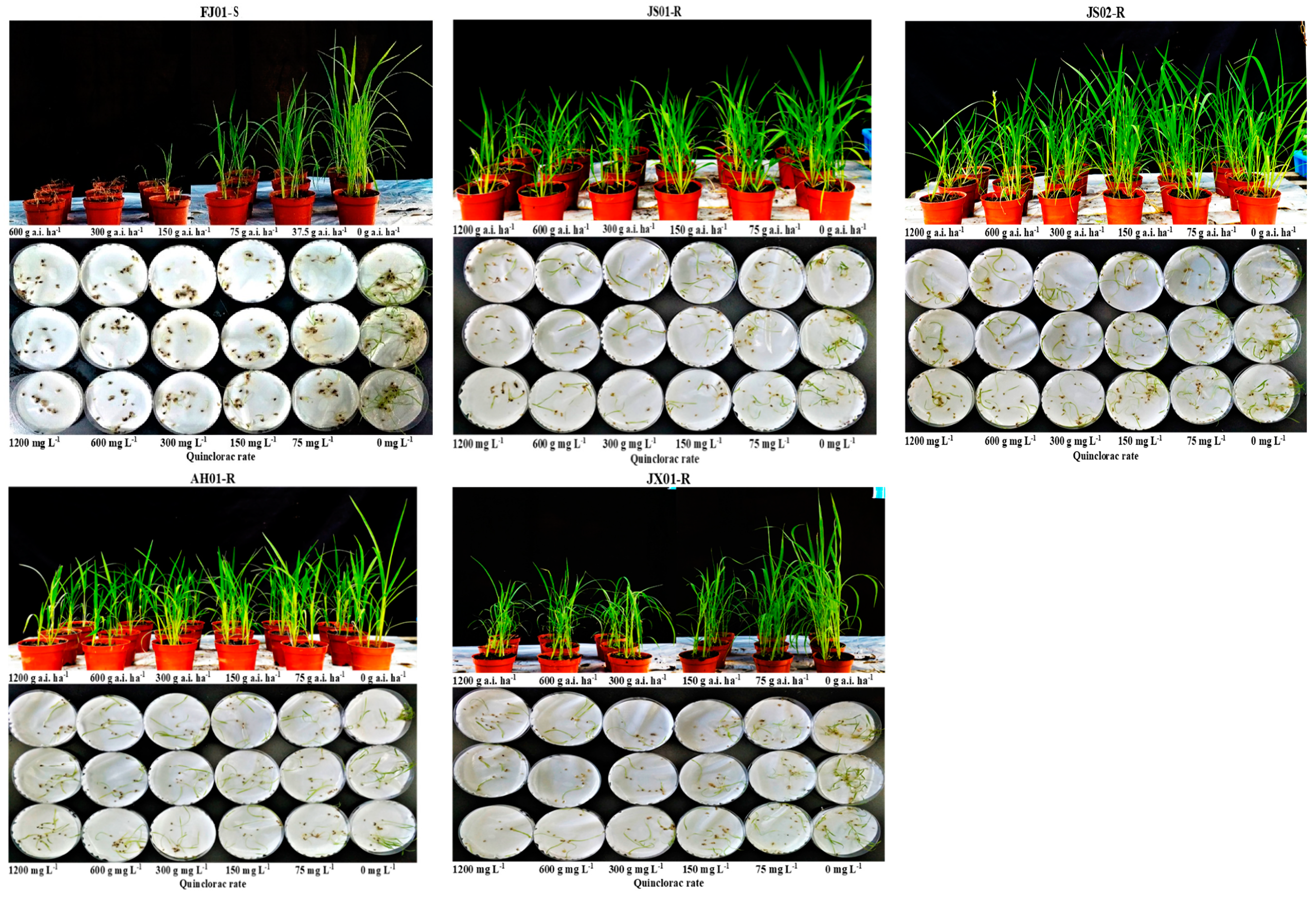 Ijms 21 01573 g002 Ijms 21 01573 g002