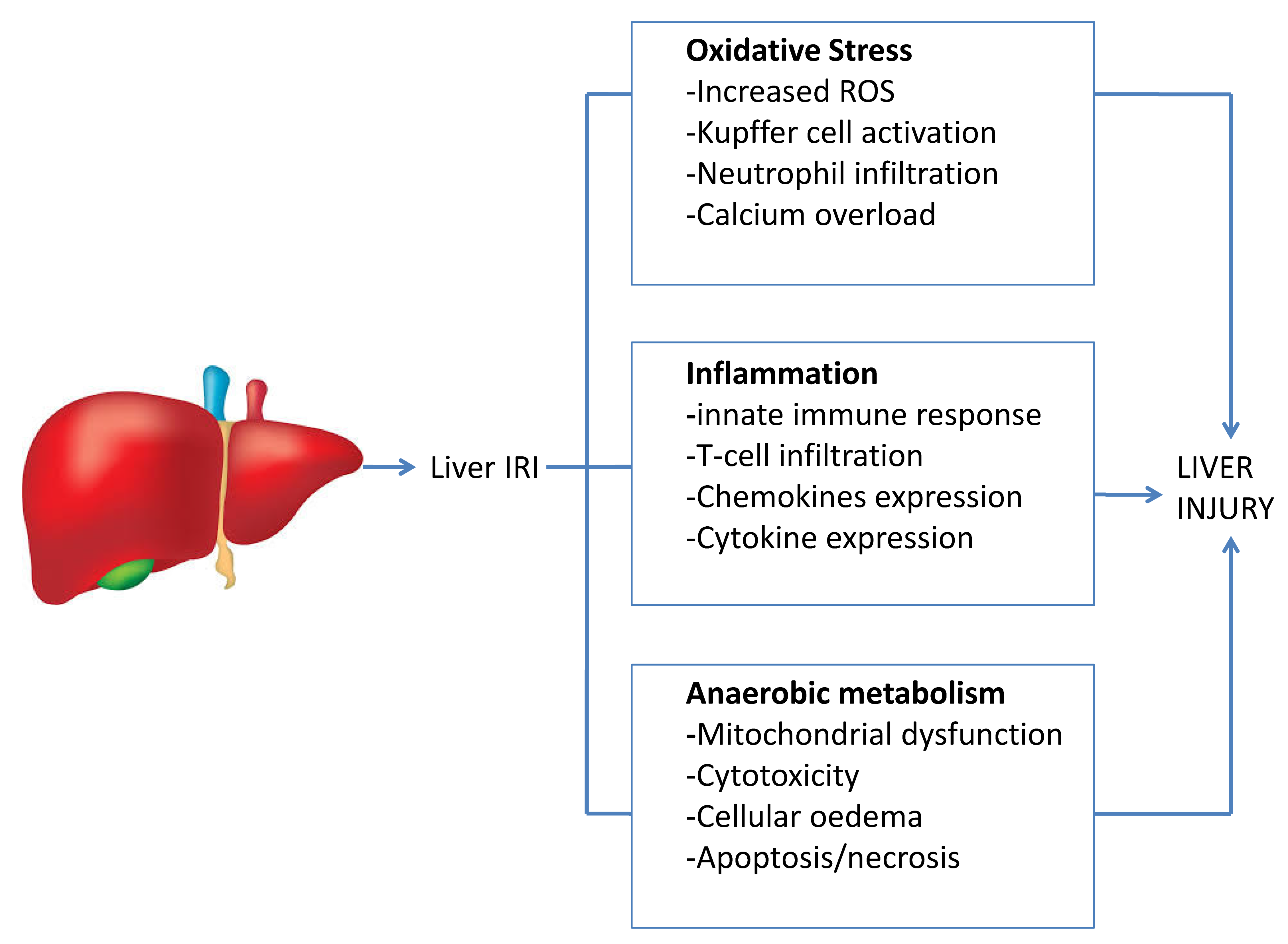 IJMS Free FullText Biomarkers of Liver Injury during