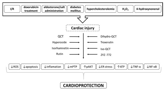 Ijms Free Full Text Potential Implications Of Quercetin And Its Derivatives In Cardioprotection Html