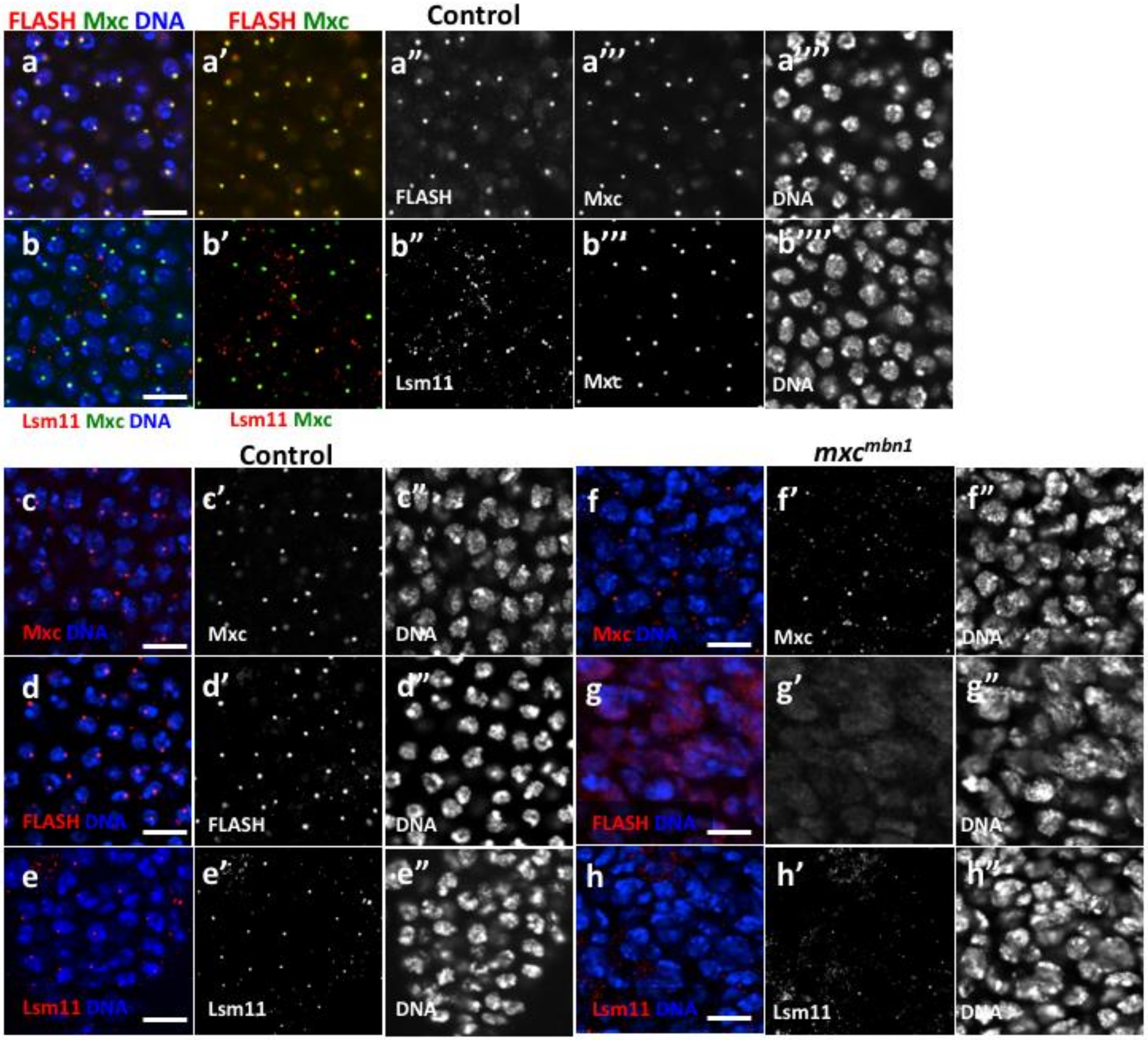 Ijms 21 01586 g003 Ijms 21 01586 g003