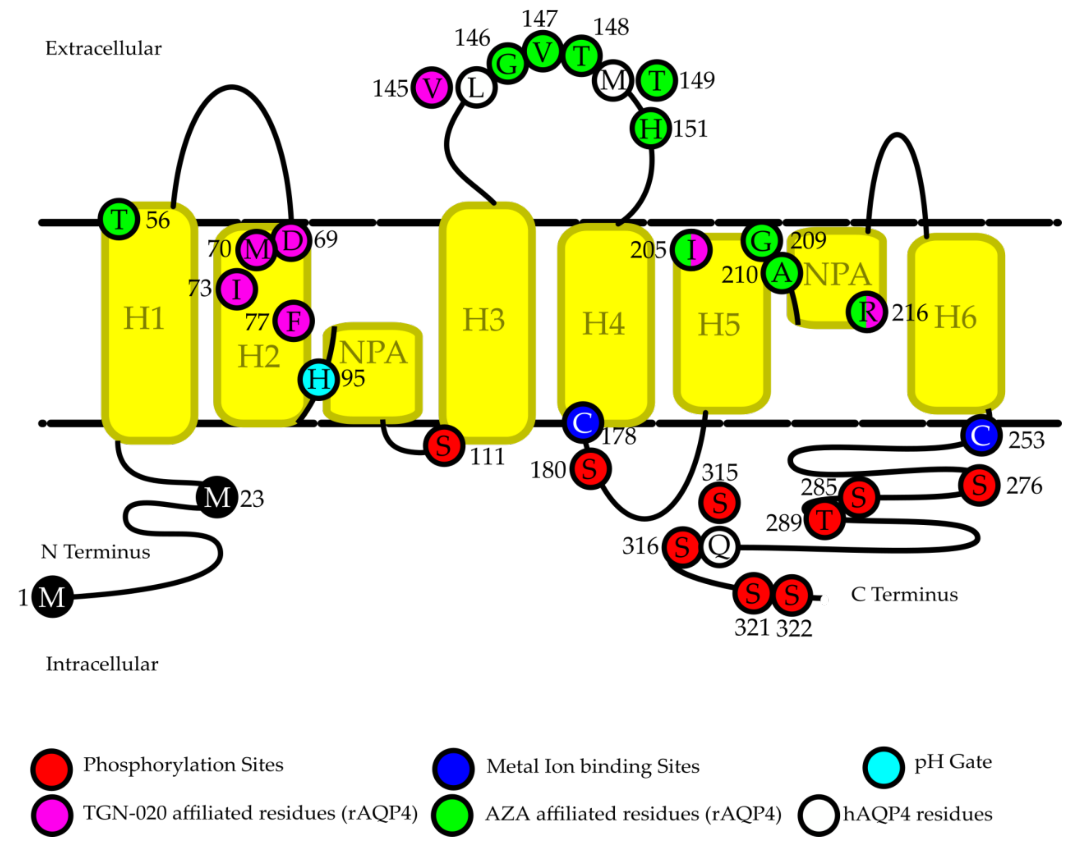 IJMS | Free Full-Text | Regulation of AQP4 in the Central Nervous