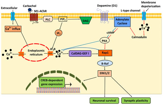 IJMS | Free Full-Text | Integration of Rap1 and Calcium Signaling