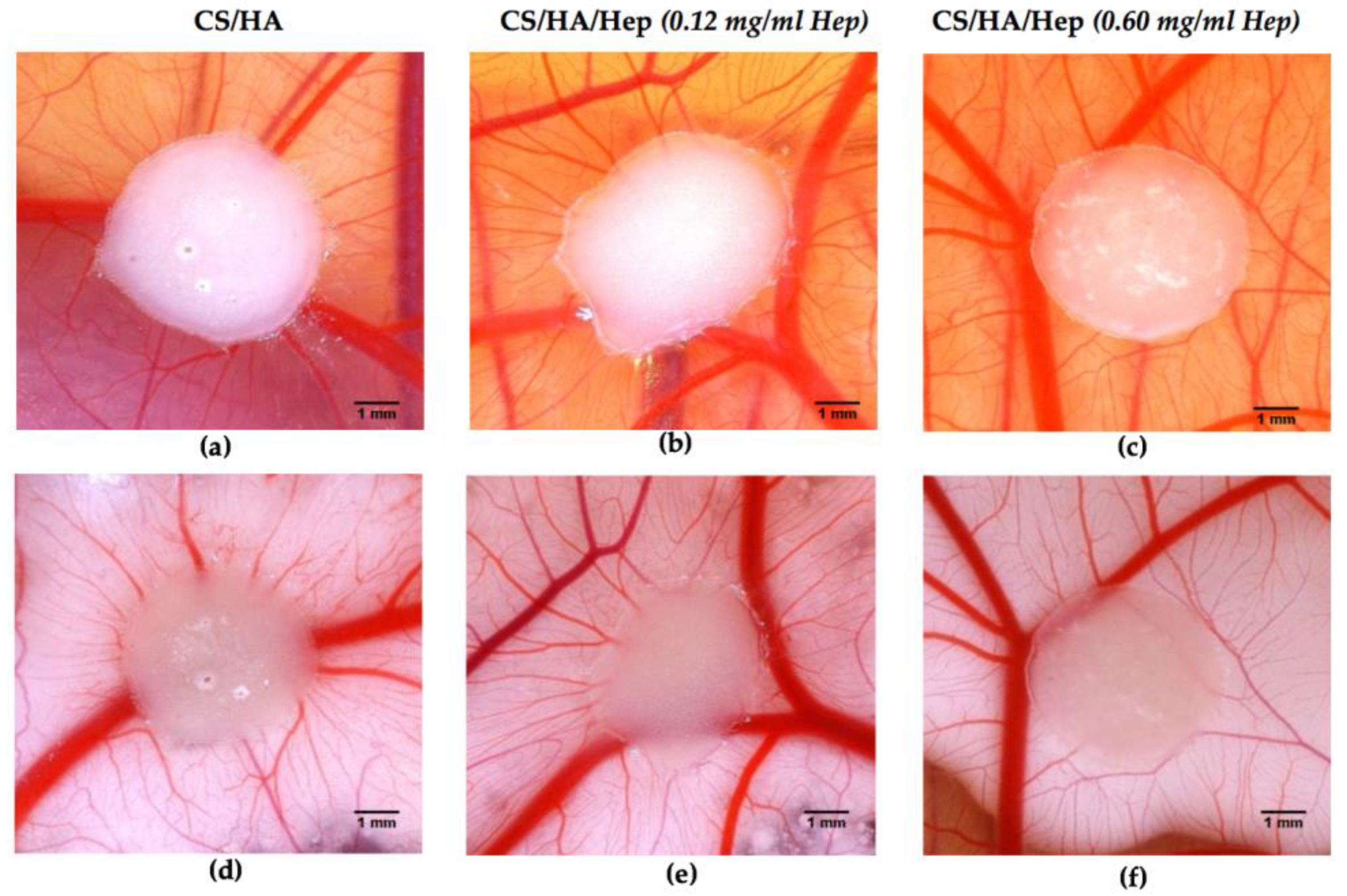 Ijms 21 01633 g011 Ijms 21 01633 g011