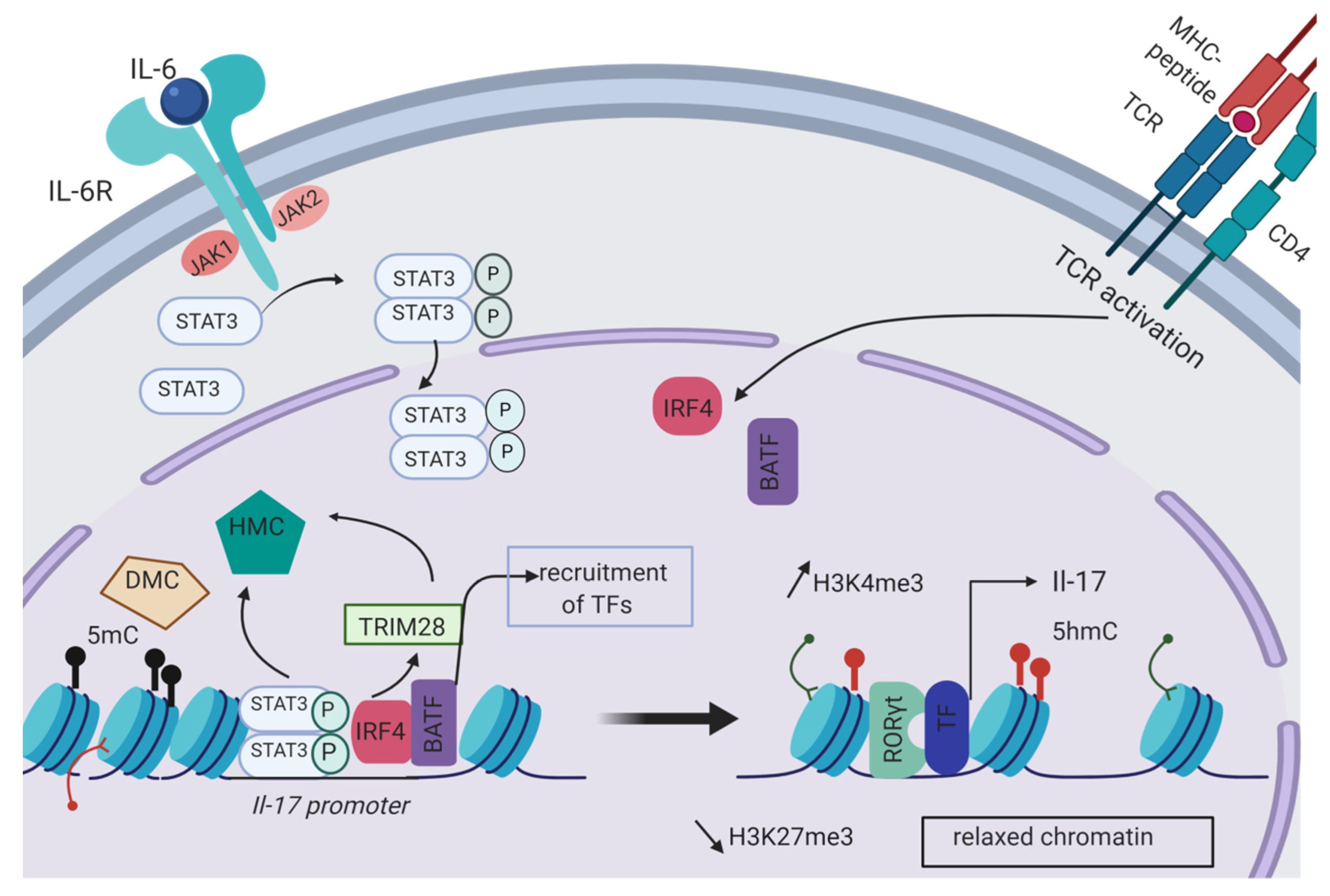 Polyamines from myeloid-derived suppressor cells promote Th17 polarization  and disease progression: Molecular Therapy