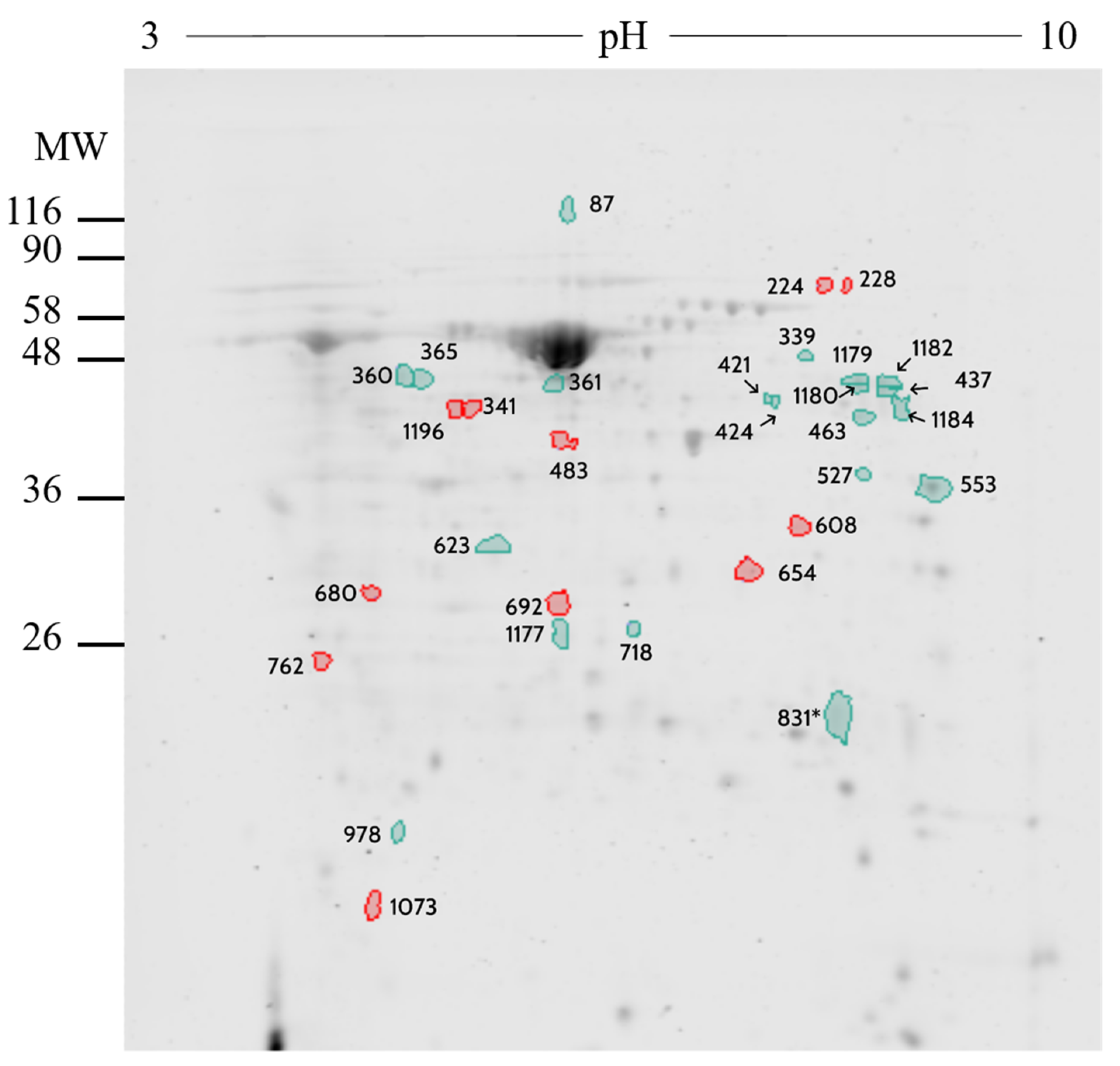 Ijms Free Full Text Spatial And Pregnancy Related Changes In The Protein Amino Acid And Carbohydrate Composition Of Bovine Oviduct Fluid Html