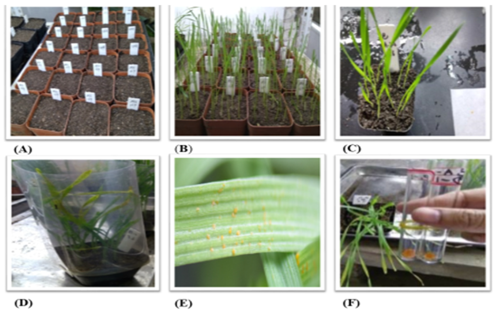 Ijms 21 01685 g003 Ijms 21 01685 g003