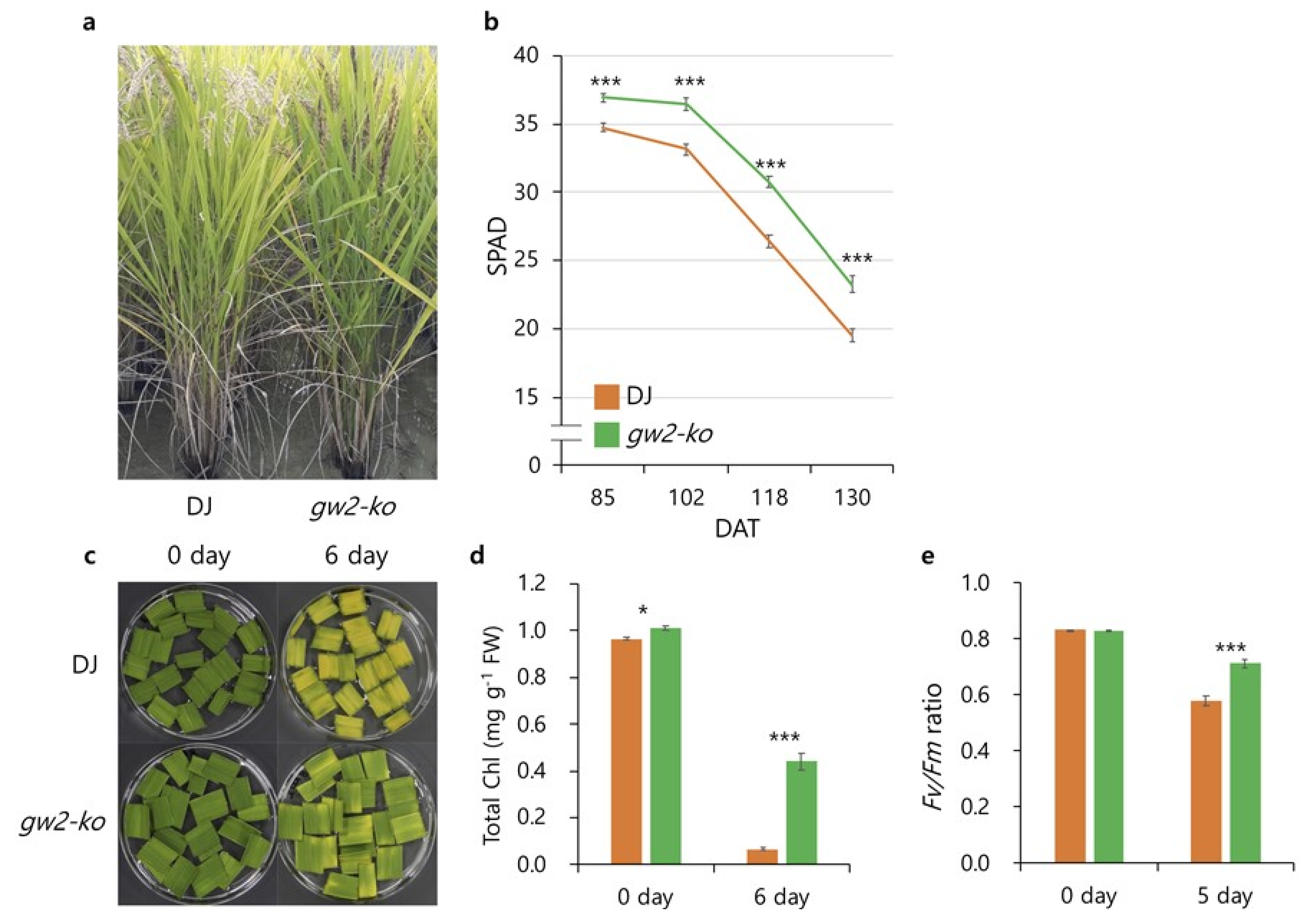 Ijms 21 01704 g005 Ijms 21 01704 g005