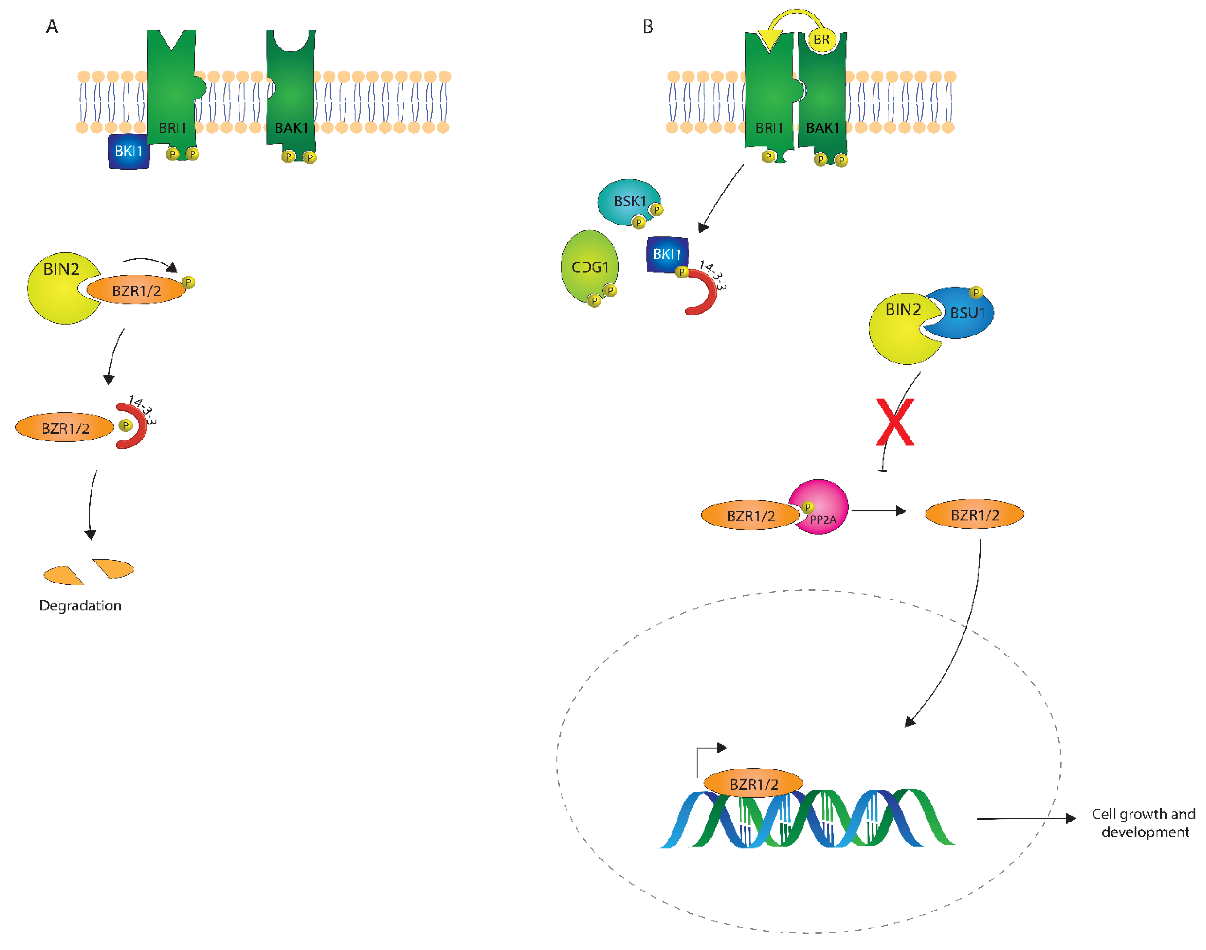 Ijms 21 01743 g004 Ijms 21 01743 g004