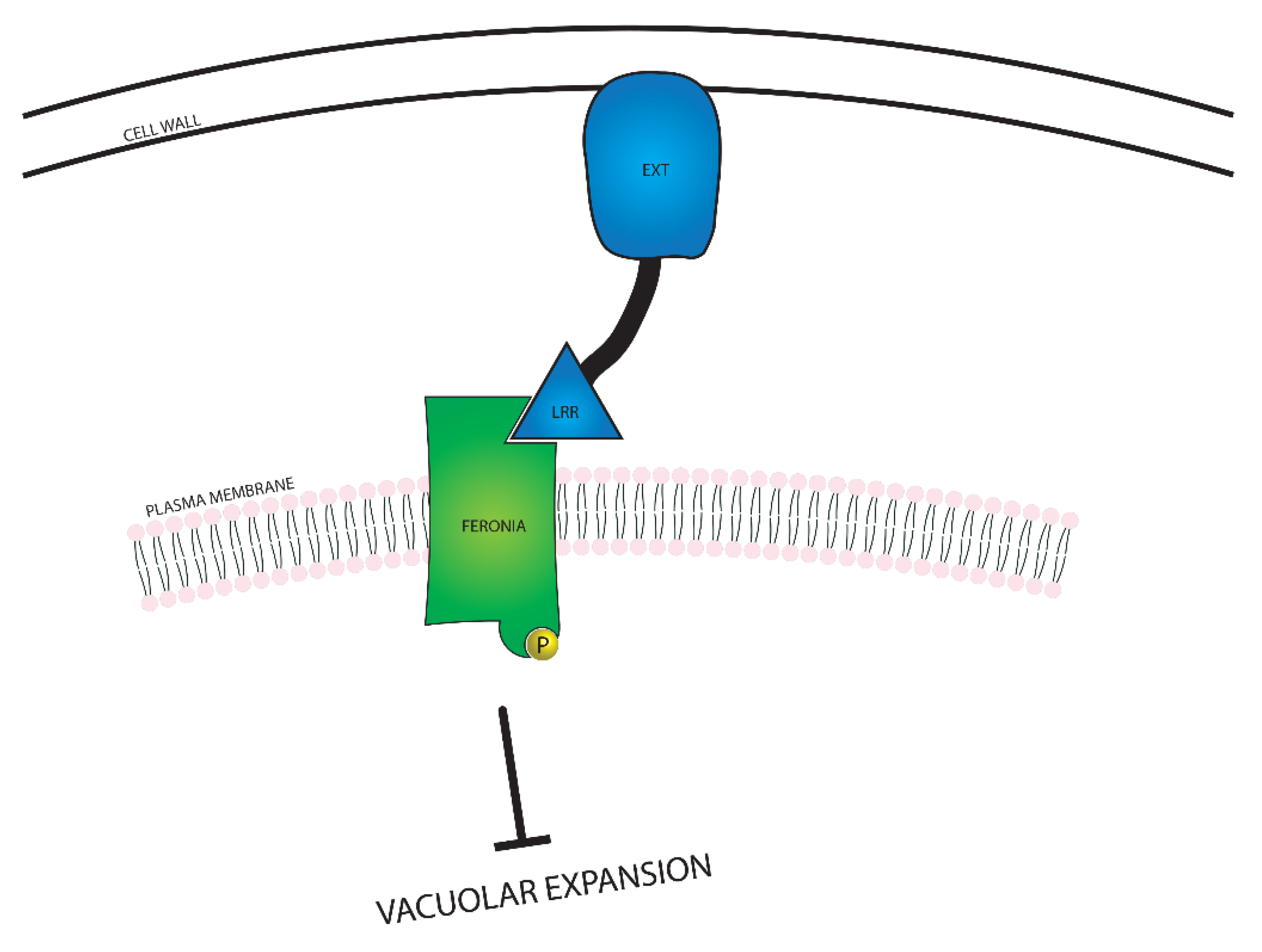 What Term Describes Water That Resides Between Cells