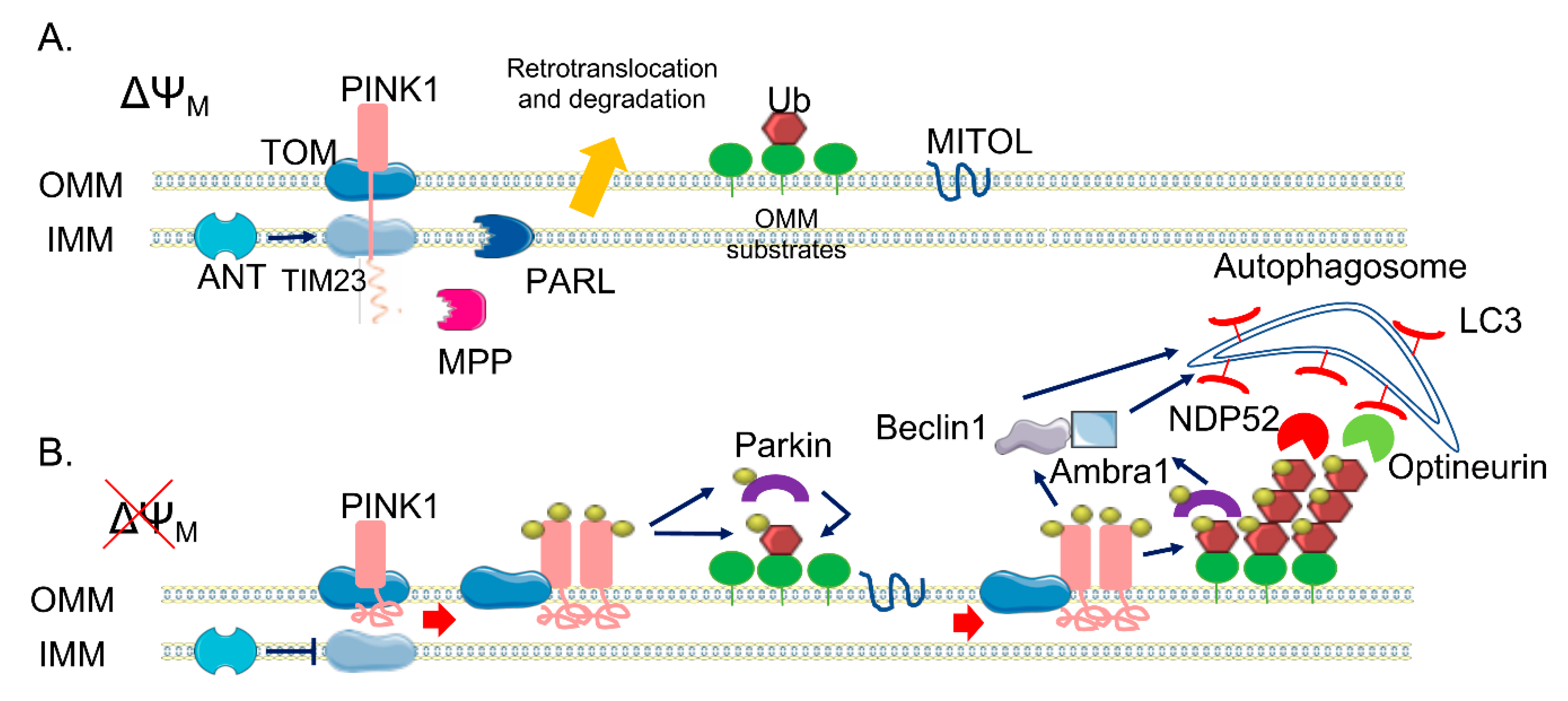 IJMS | Free Full-Text | PINK1/Parkin Mediated Mitophagy, Ca2+