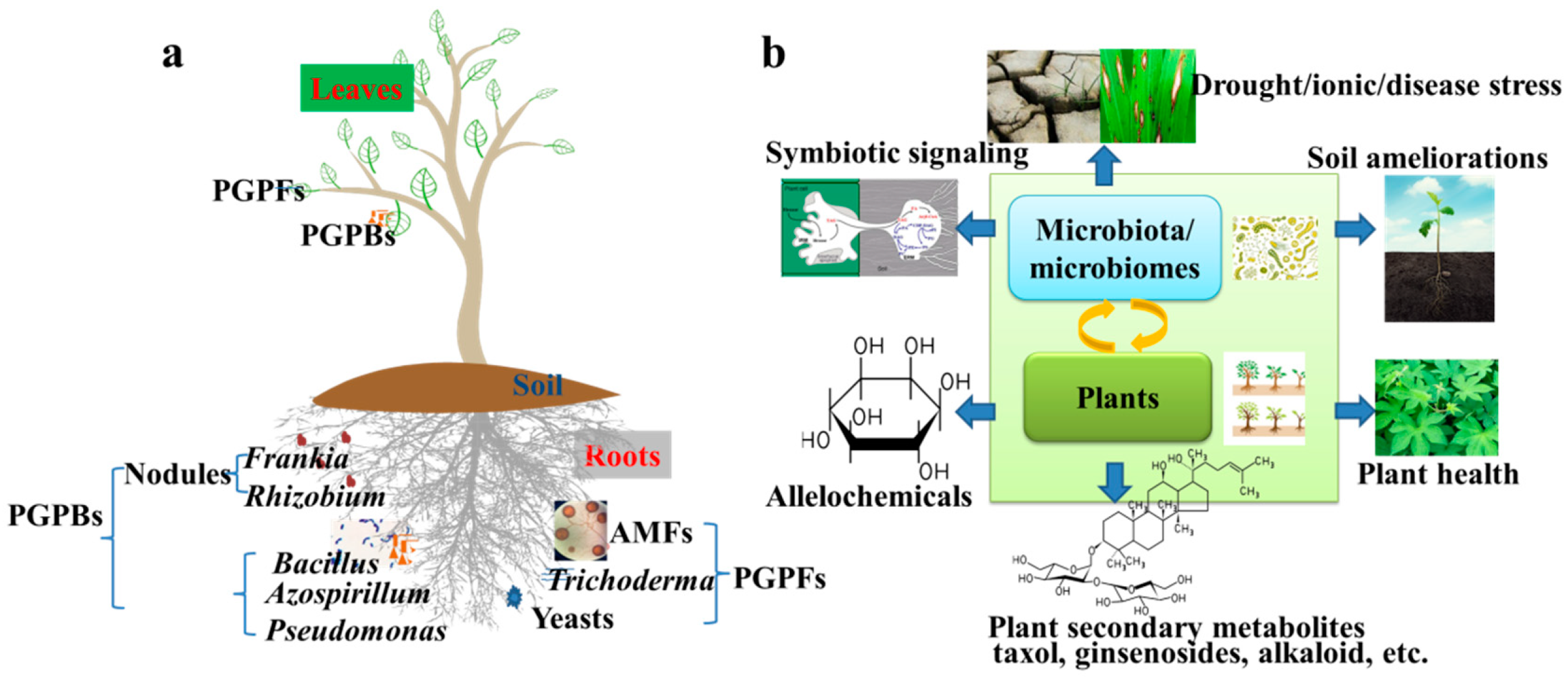 IJMS | Free Full-Text | Research Advances of Beneficial Microbiota  Associated with Crop Plants