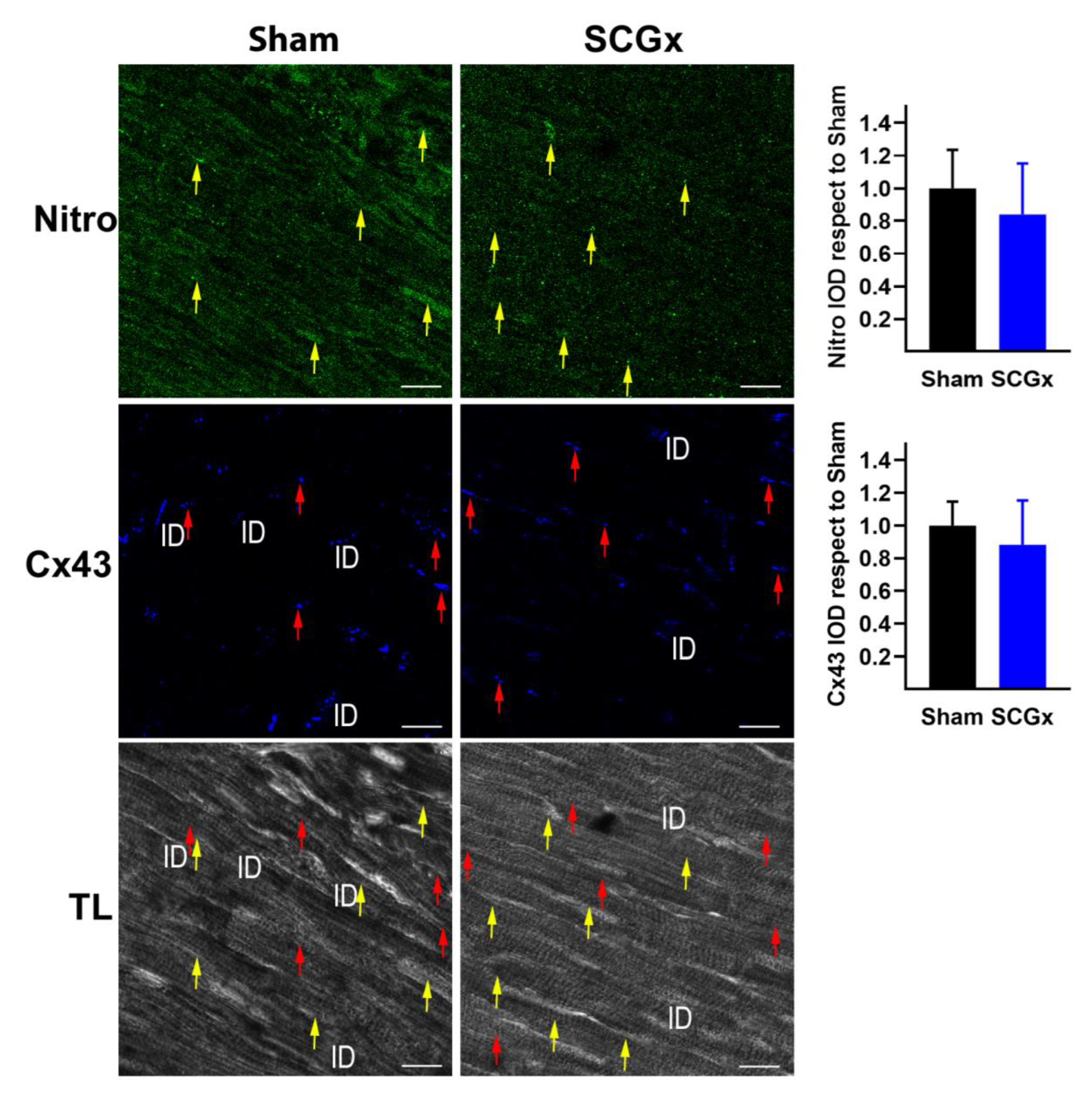 Ijms 21 01804 g007 Ijms 21 01804 g007