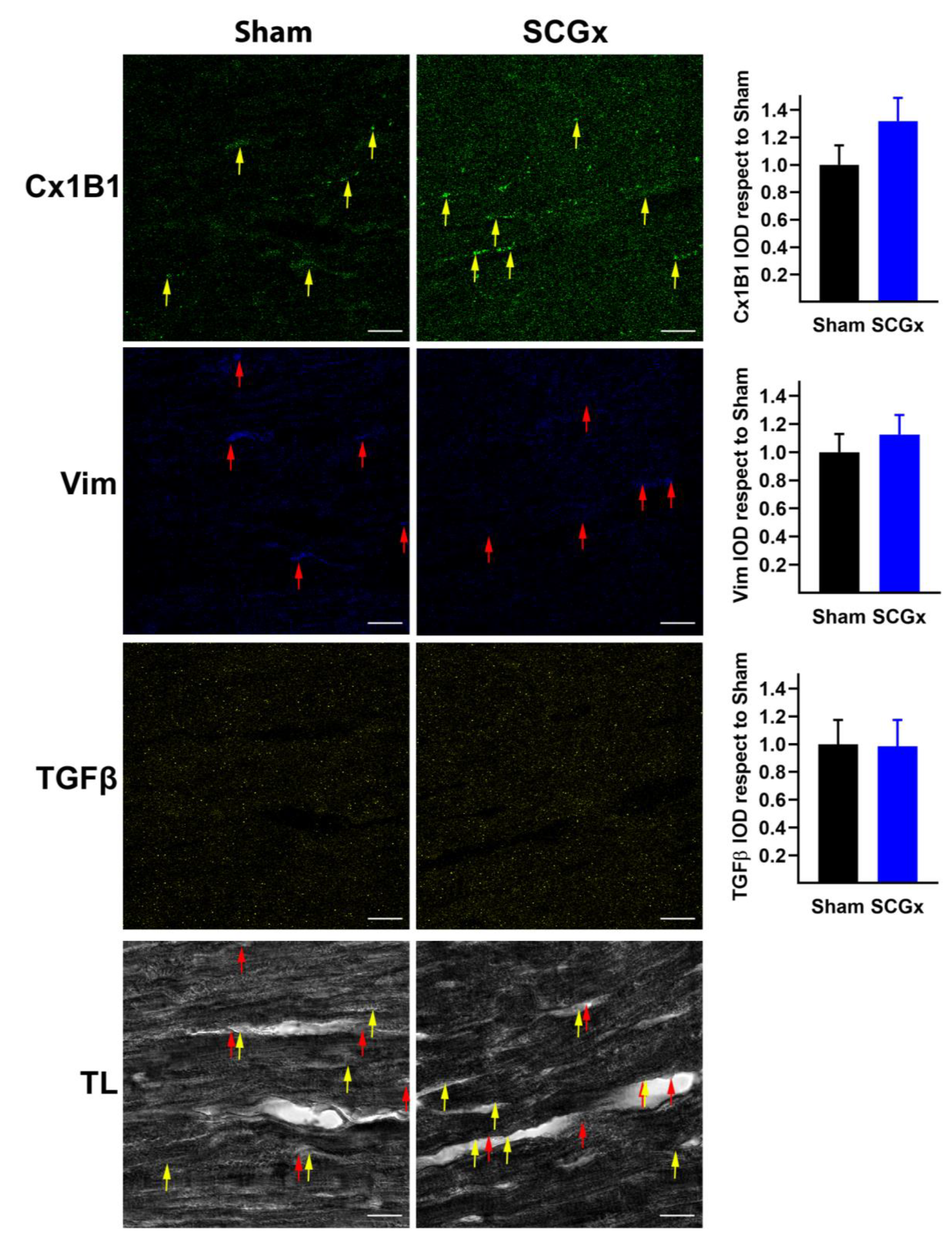 Ijms 21 01804 g008 Ijms 21 01804 g008