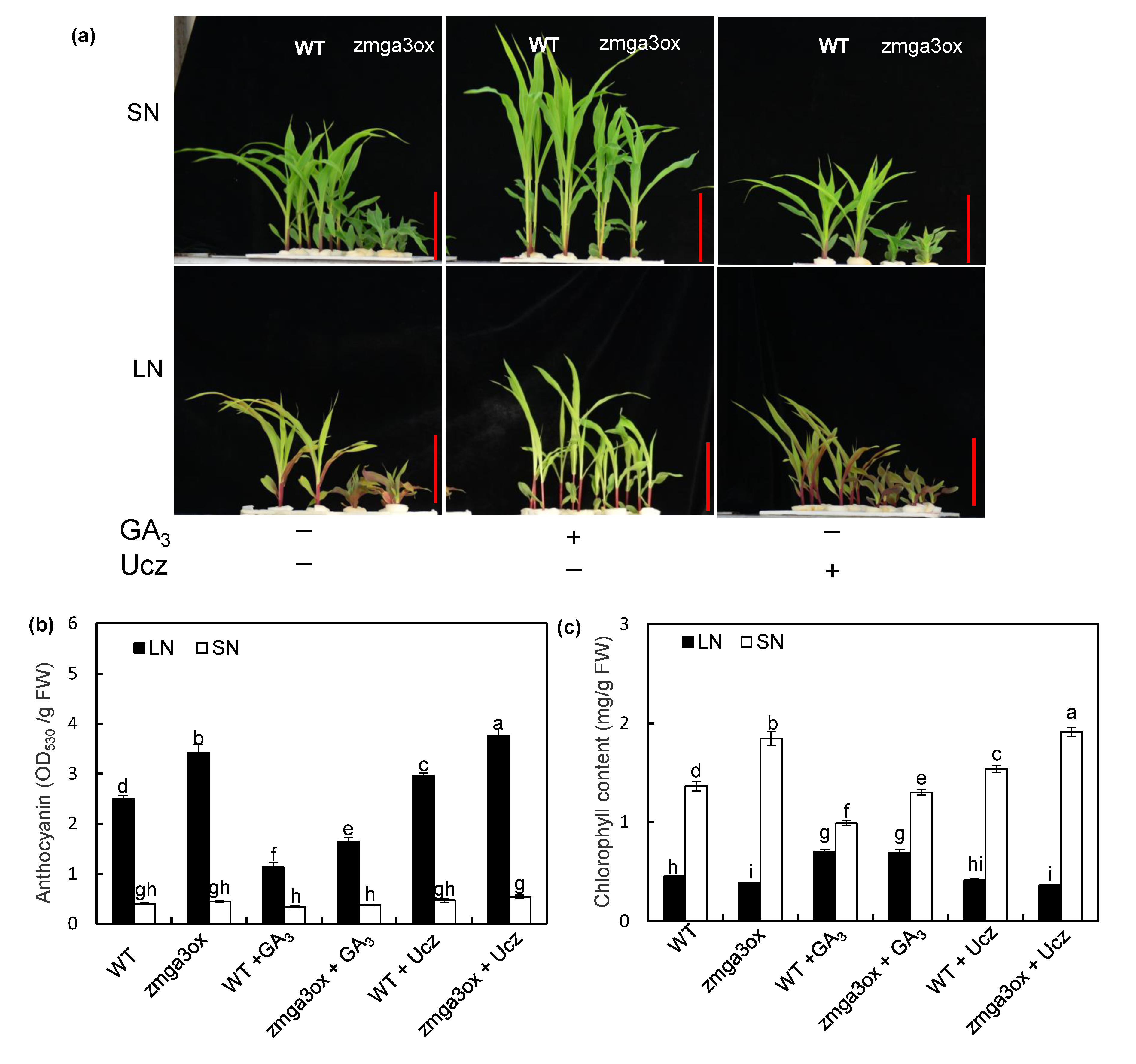 IJMS | Free Full-Text | The Role of Gibberellins in Regulation of ...