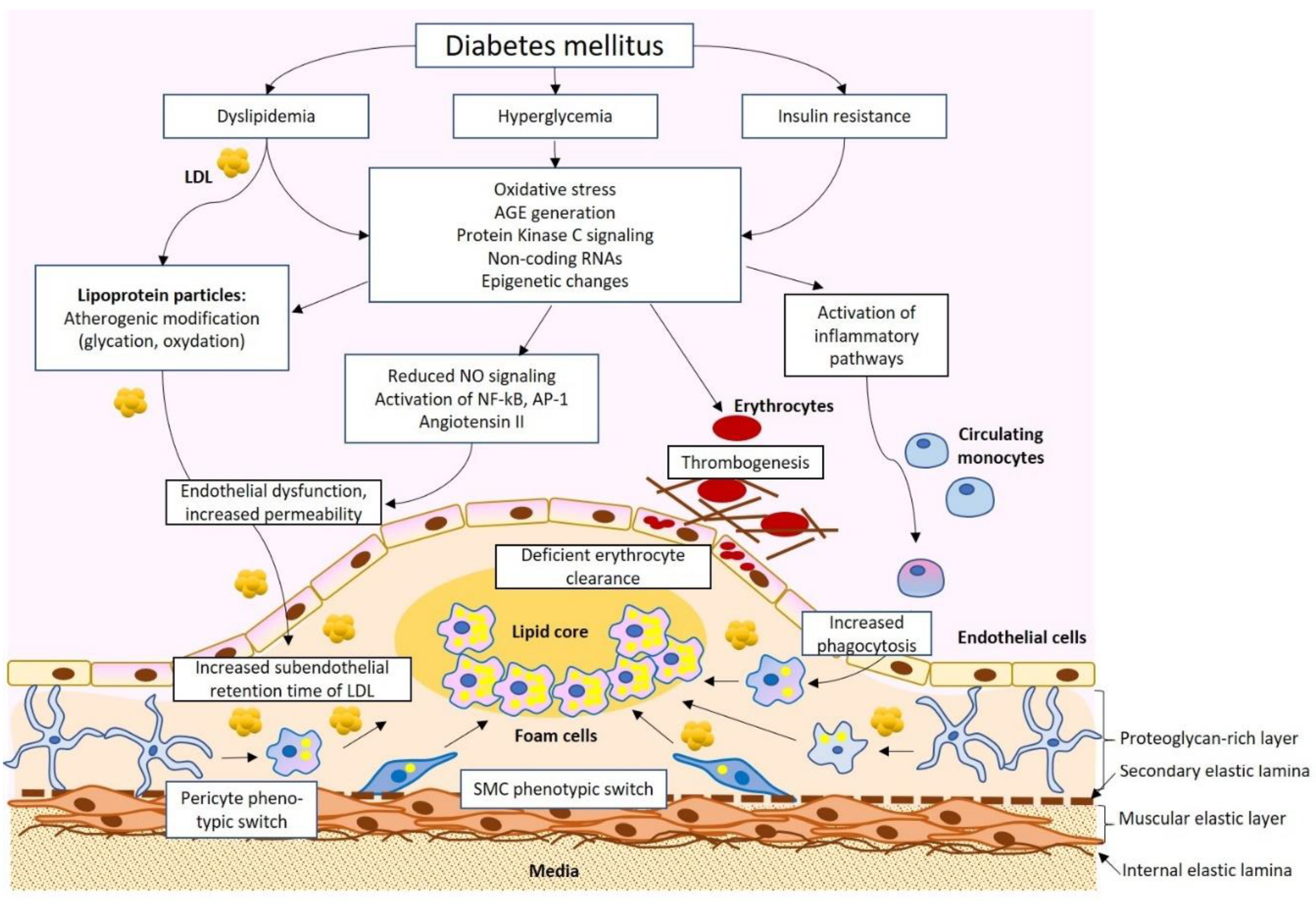 Chronic hyperglycemia and inflammation