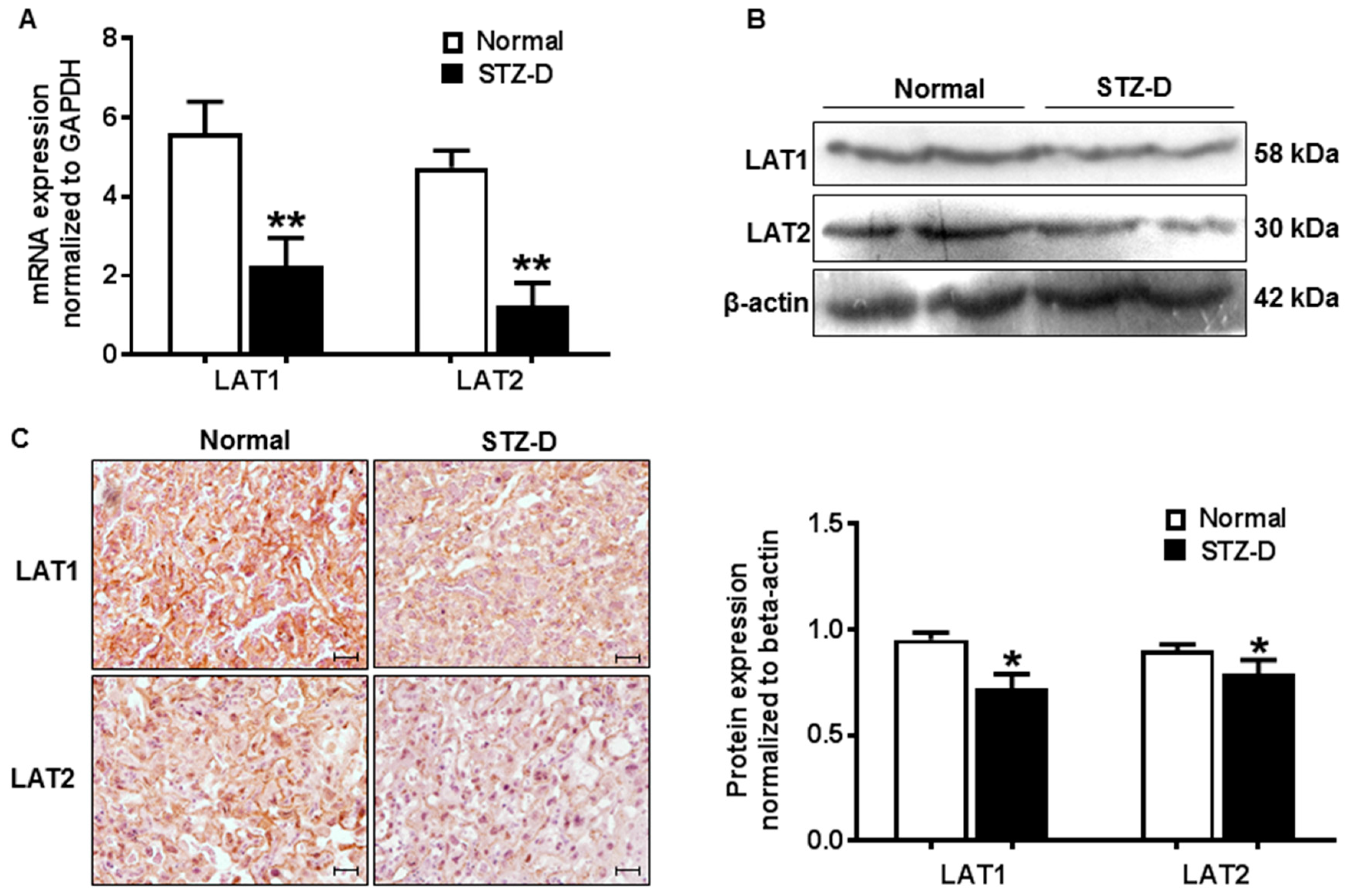 Ijms 21 01849 g002 Ijms 21 01849 g002