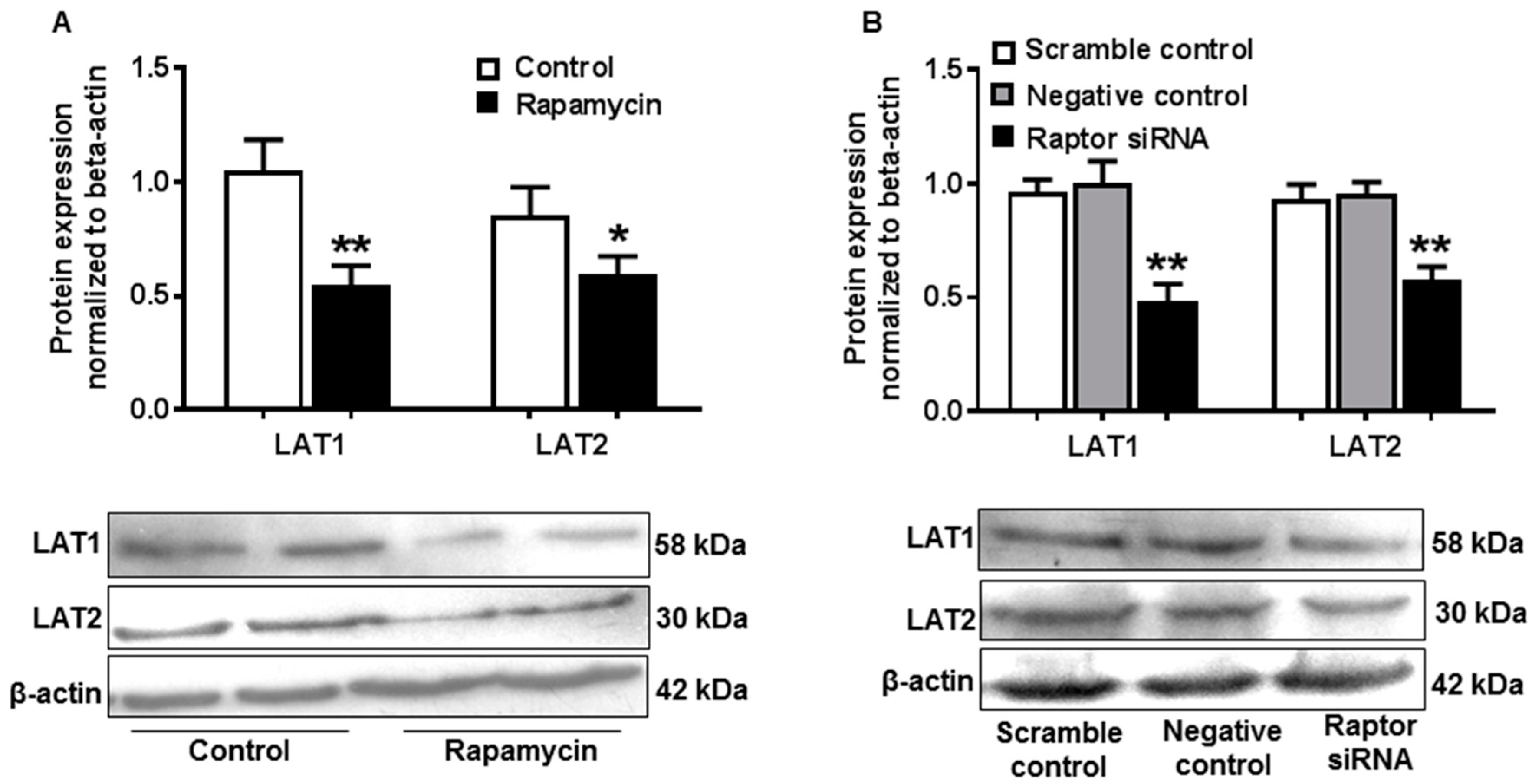 Ijms 21 01849 g005 Ijms 21 01849 g005