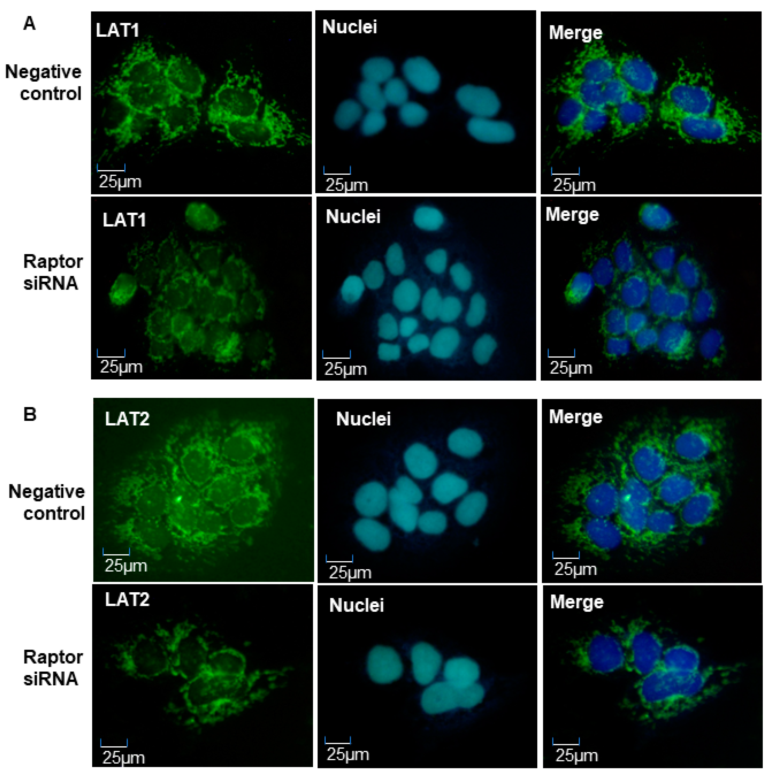 Ijms 21 01849 g006 Ijms 21 01849 g006