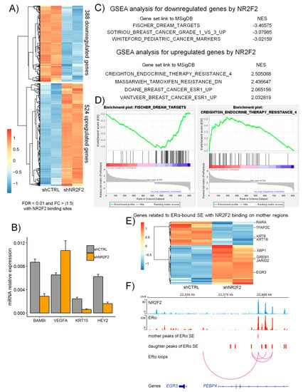 Ijms Free Full Text Nr2f2 Orphan Nuclear Receptor Is Involved In Estrogen Receptor Alpha Mediated Transcriptional Regulation In Luminal A Breast Cancer Cells Html