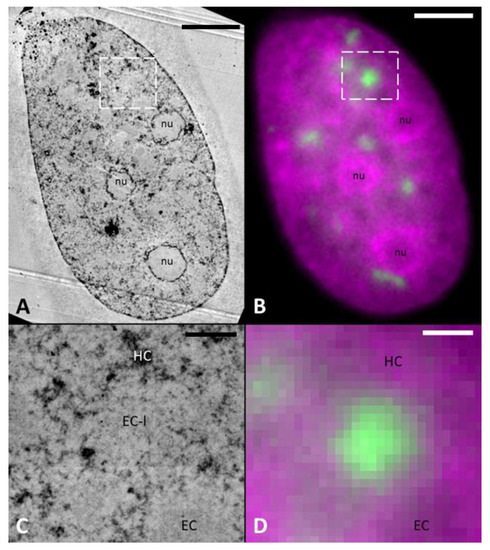 Correlative light and electron microscopic observation of calcium