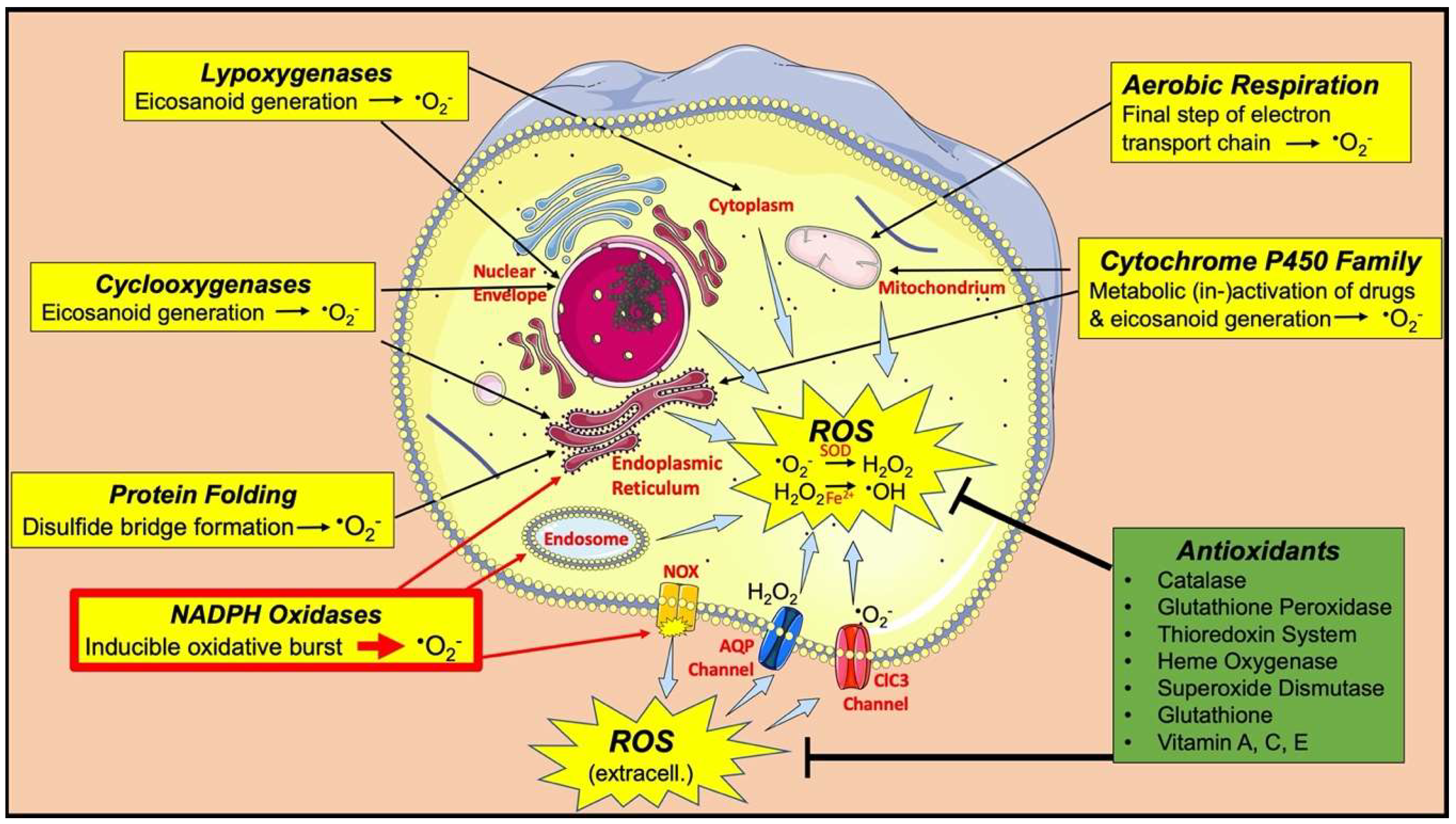IJMS | Free Full-Text | Reactive Oxygen Species in Venous Thrombosis