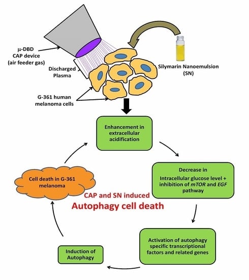 Ijms Free Full Text Cold Atmospheric Plasma And Silymarin Nanoemulsion Activate Autophagy In Human Melanoma Cells