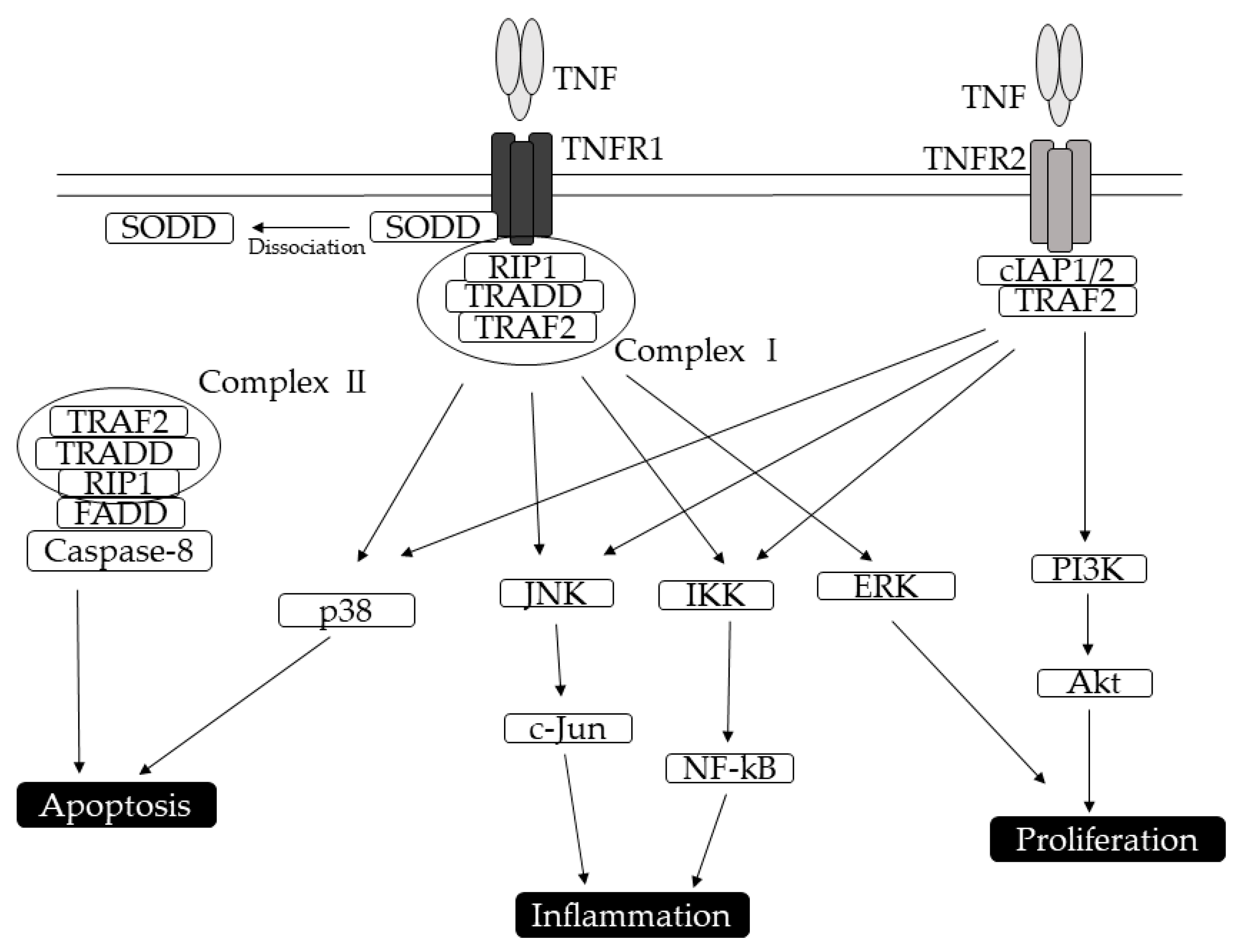 Divergent actions of TNF receptor binding sites versus the