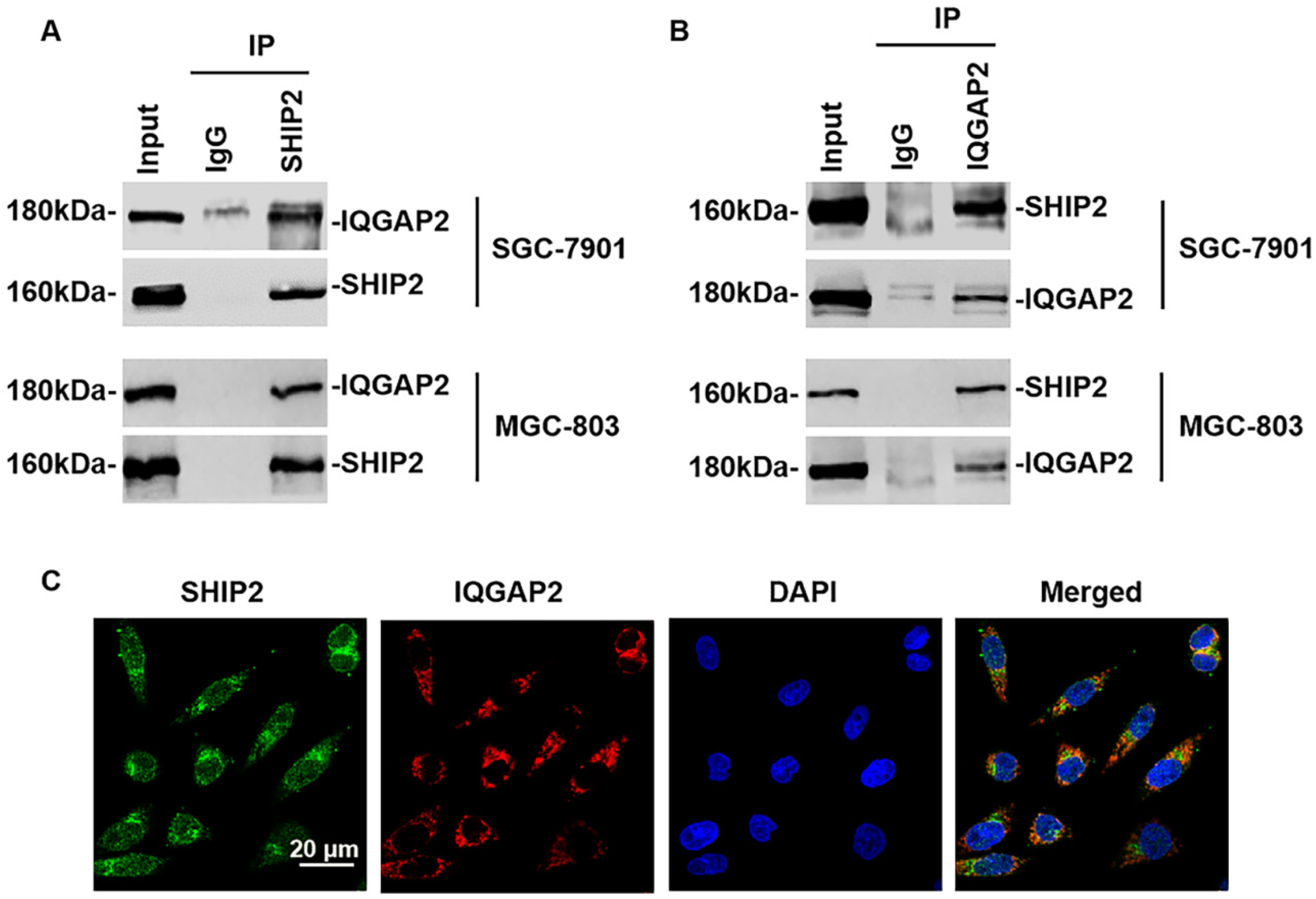Ijms 21 01968 g001 Ijms 21 01968 g001