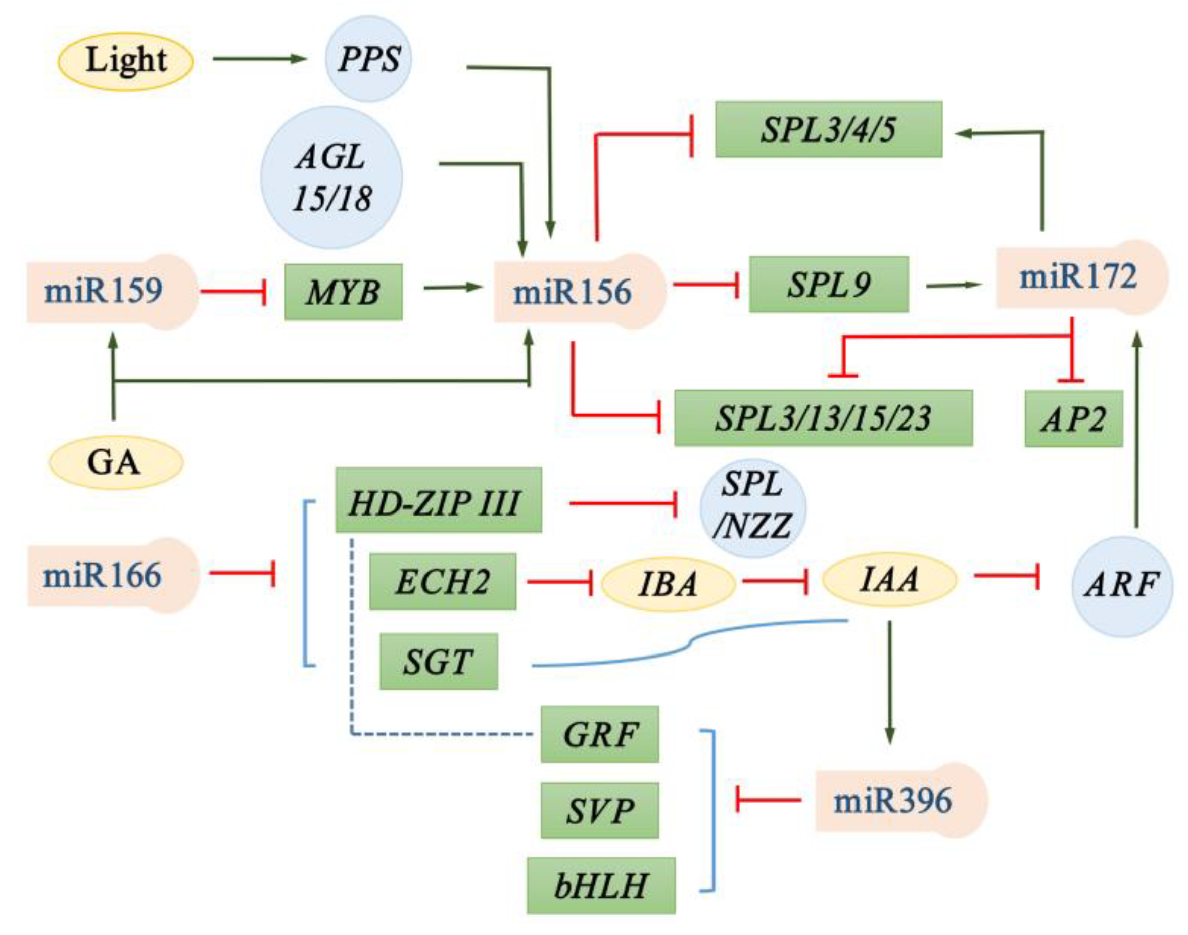 IJMS Free Full Text The Control of Developmental Phase