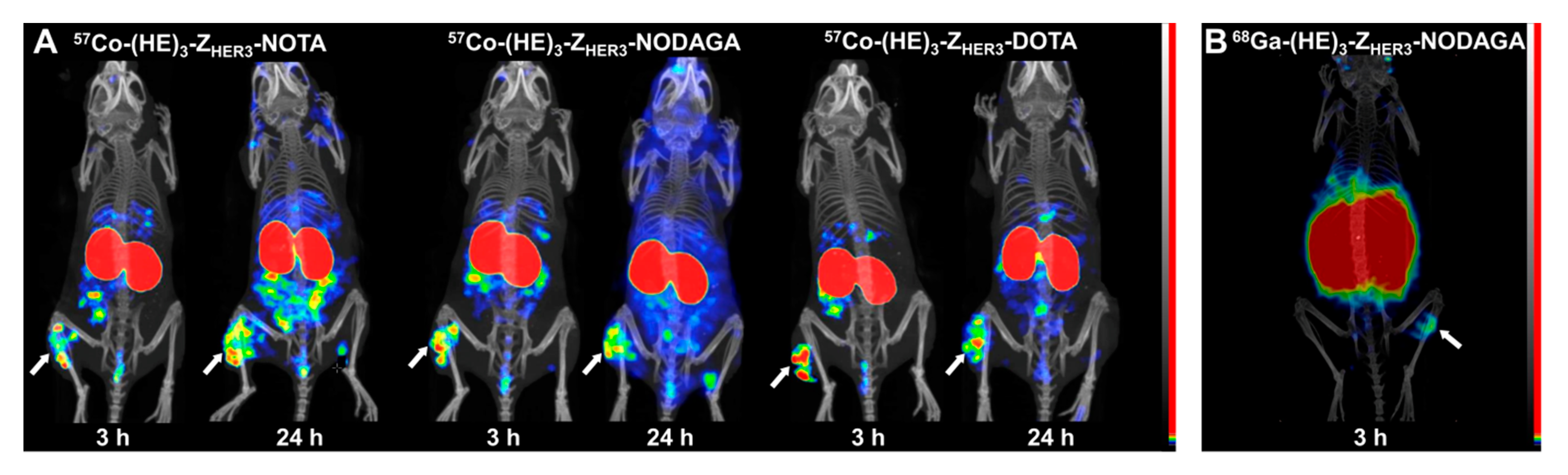 Ijms 21 01972 g006 Ijms 21 01972 g006