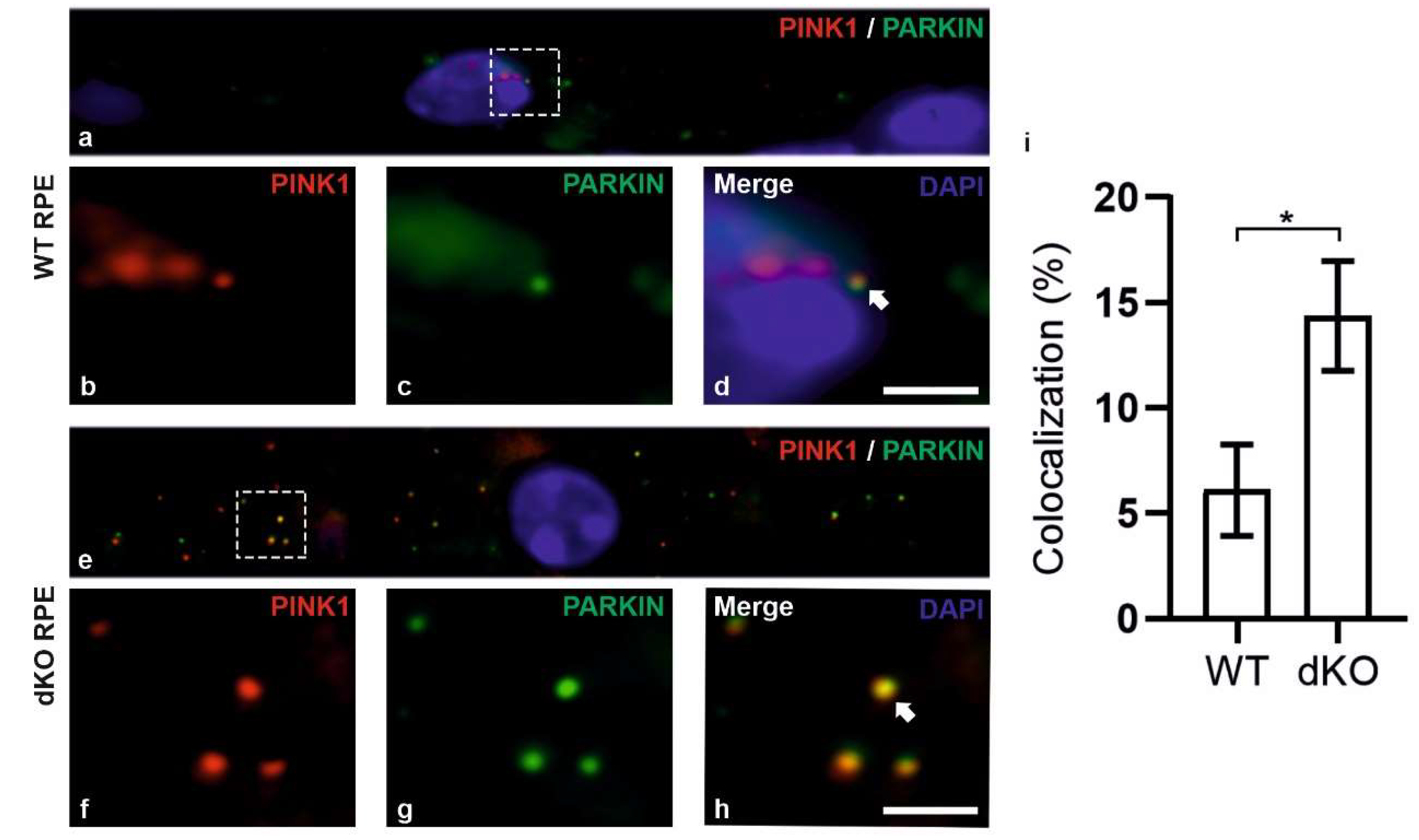 Ijms 21 01976 g003 Ijms 21 01976 g003