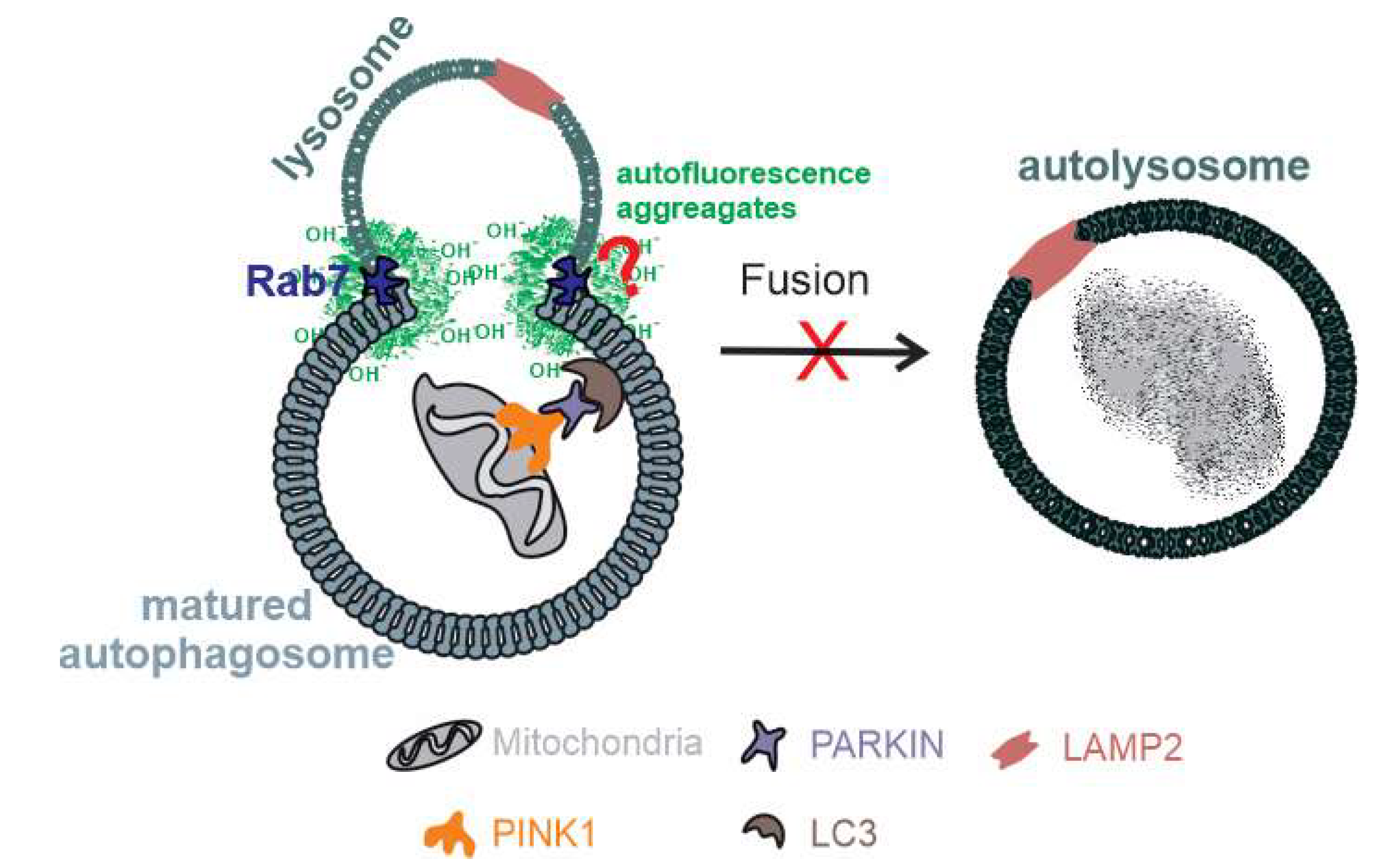 Ijms 21 01976 g009 Ijms 21 01976 g009