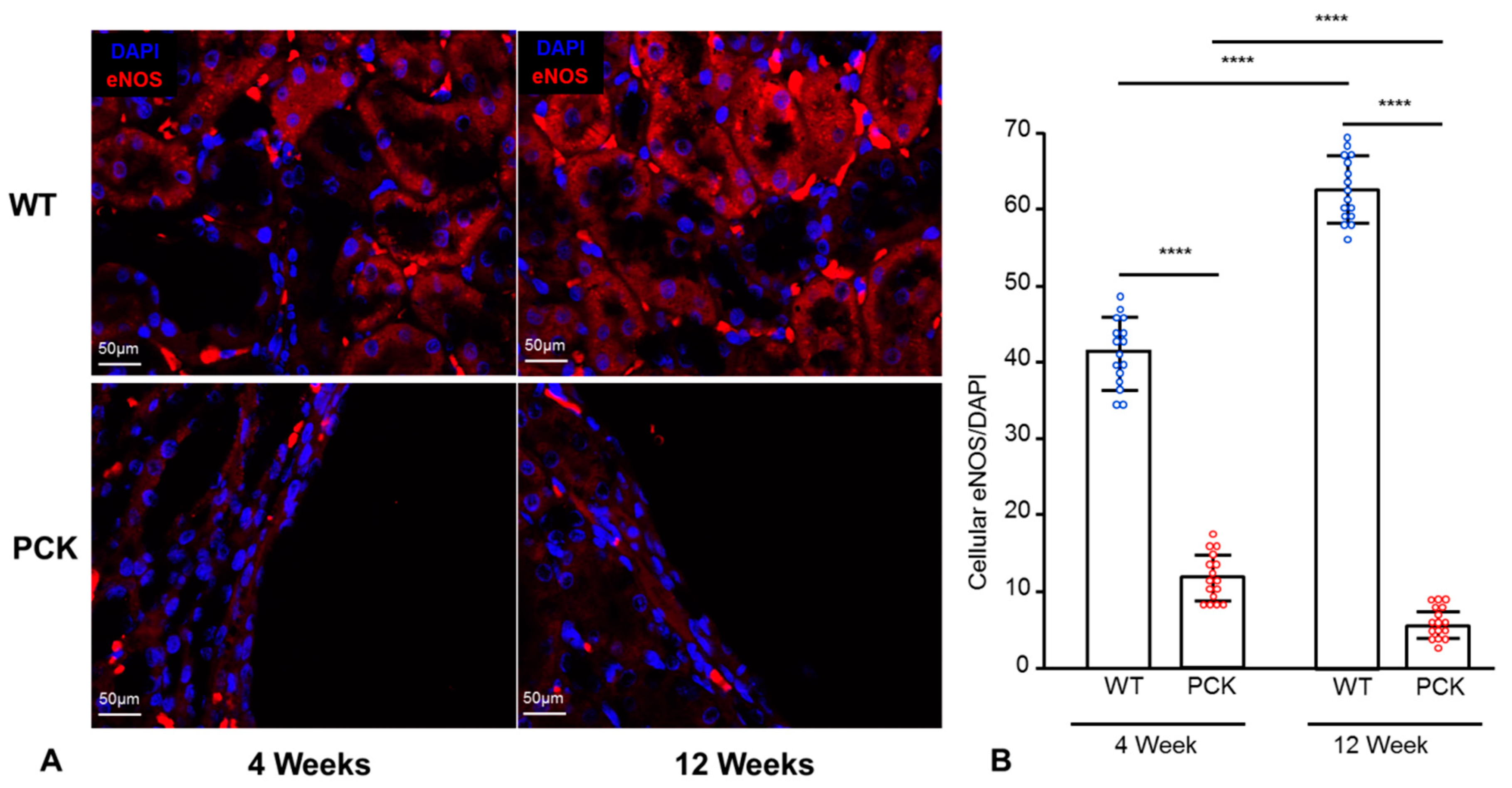 Ijms 21 01994 g006 Ijms 21 01994 g006