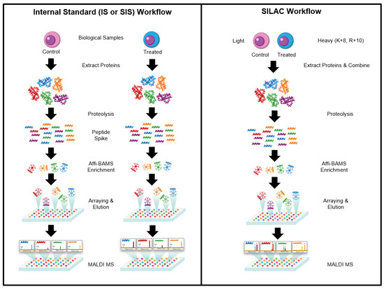 IJMS Free Full Text Affinity Bead Assisted Mass Spectrometry