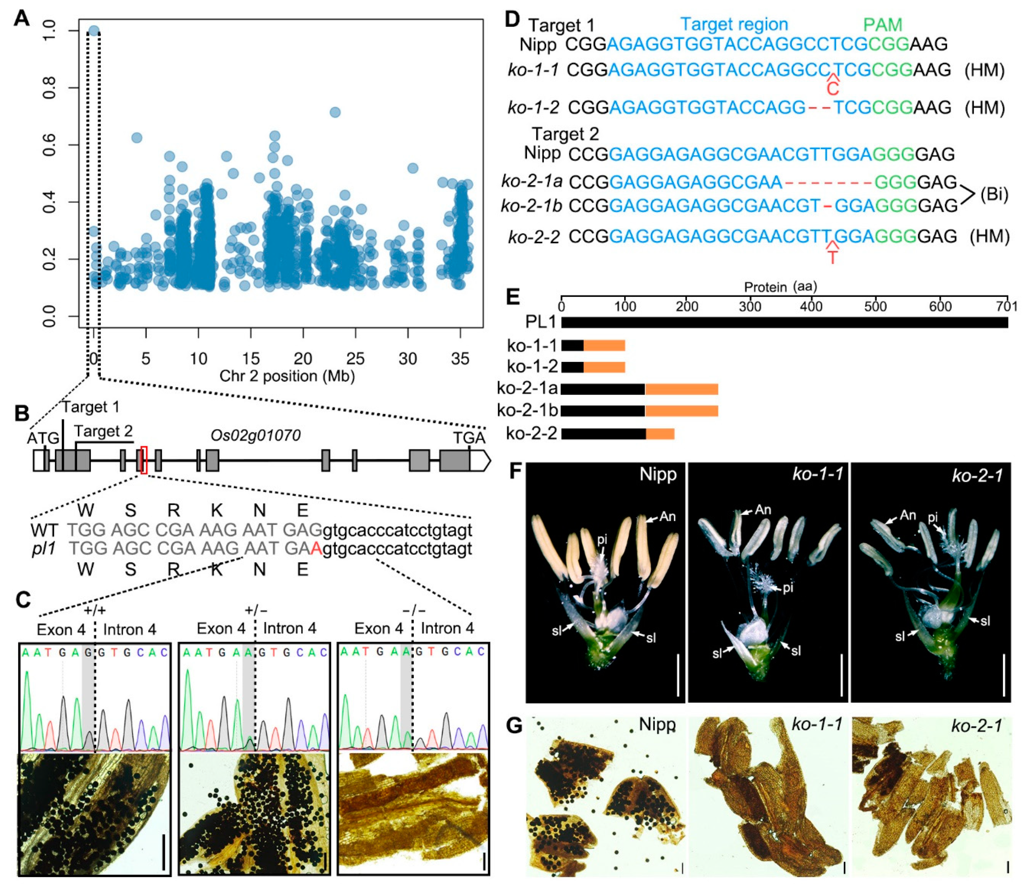 Ijms Free Full Text A Silent Exonic Mutation In A Rice Integrin A Fg Gap Repeat Containing Gene Causes Male Sterility By Affecting Mrna Splicing