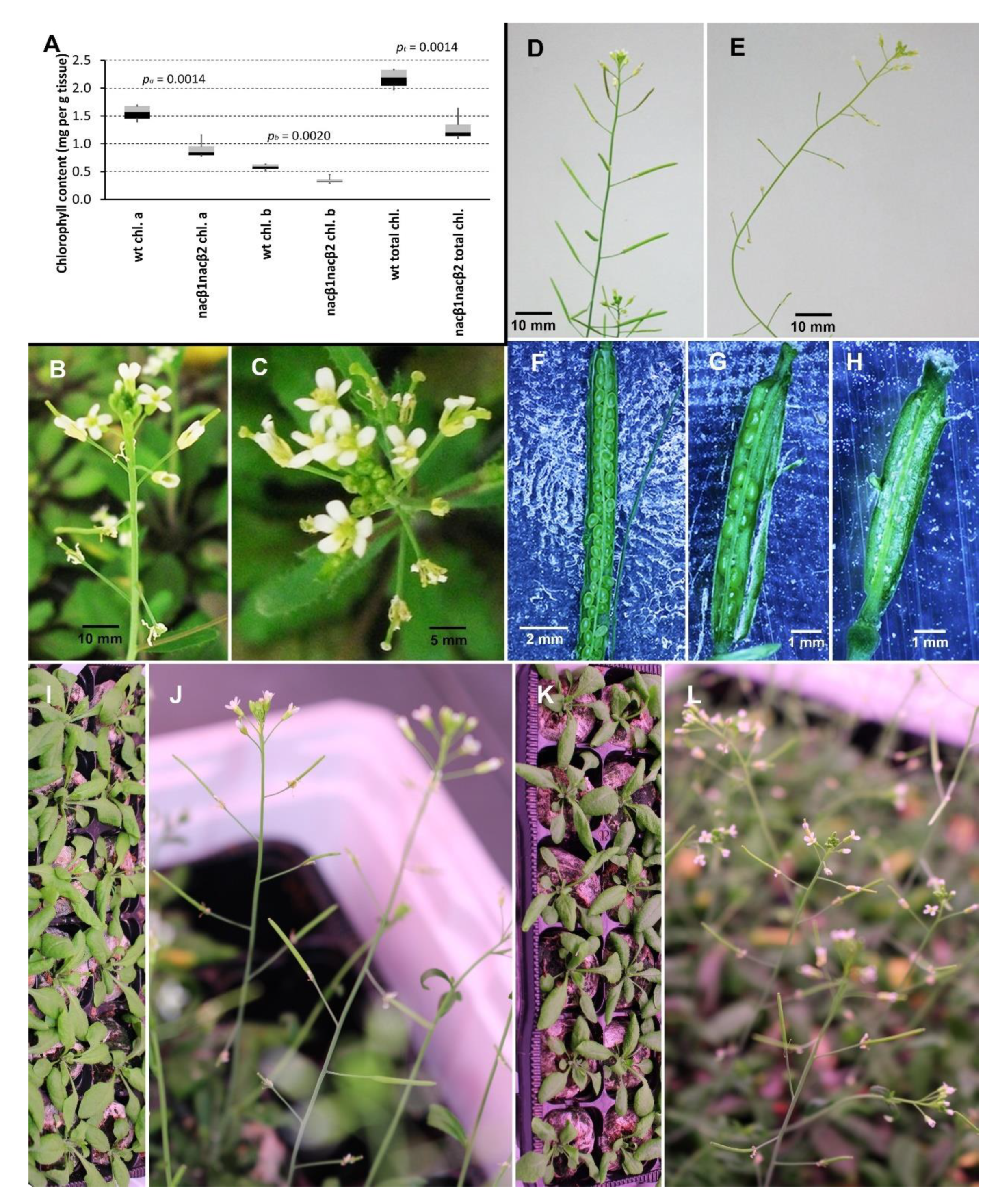 IJMS | Free Full-Text | The Beta Subunit of Nascent Polypeptide Associated  Complex Plays A Role in Flowers and Siliques Development of Arabidopsis  thaliana