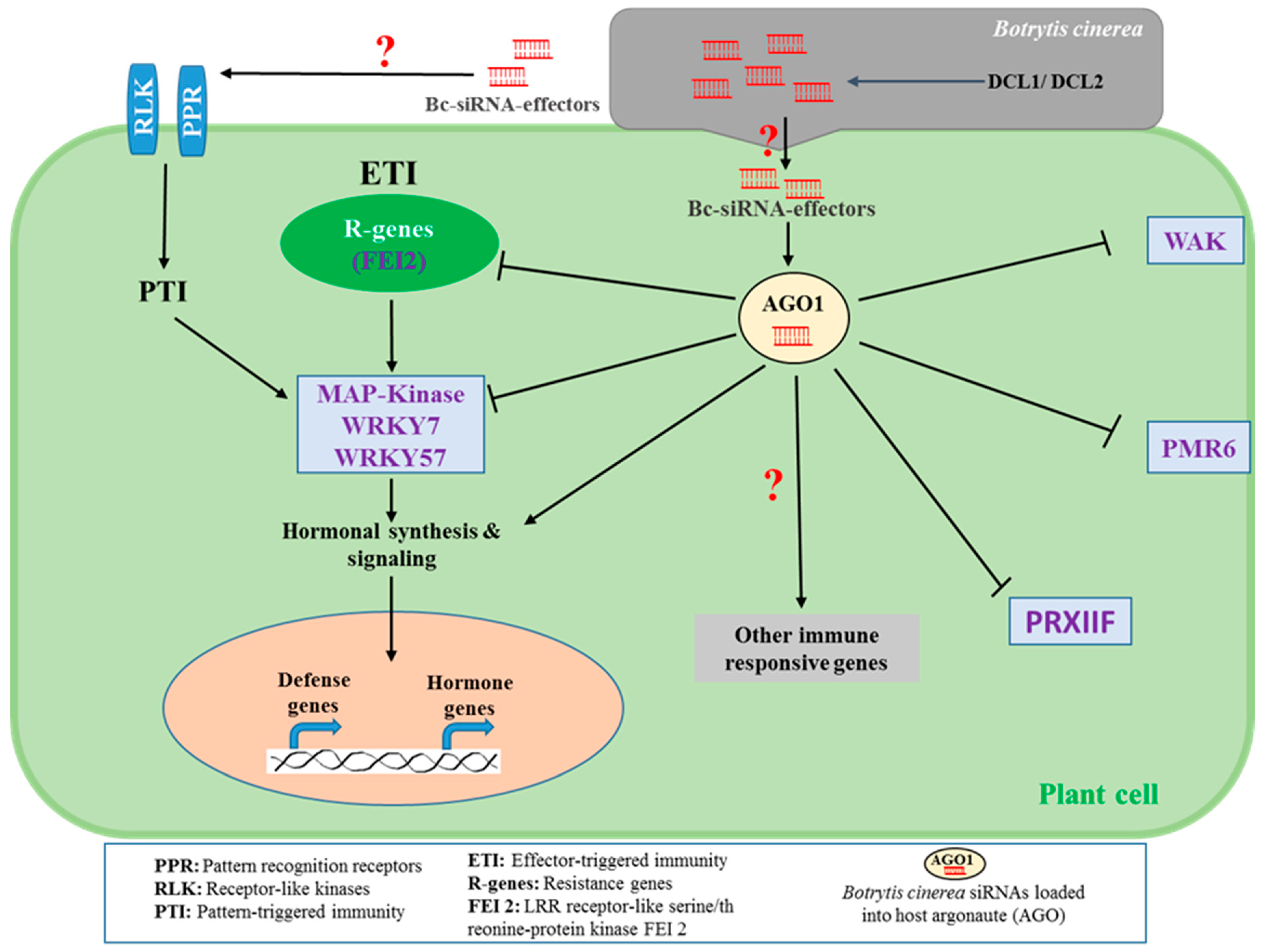 Ijms 21 02072 g001 Ijms 21 02072 g001