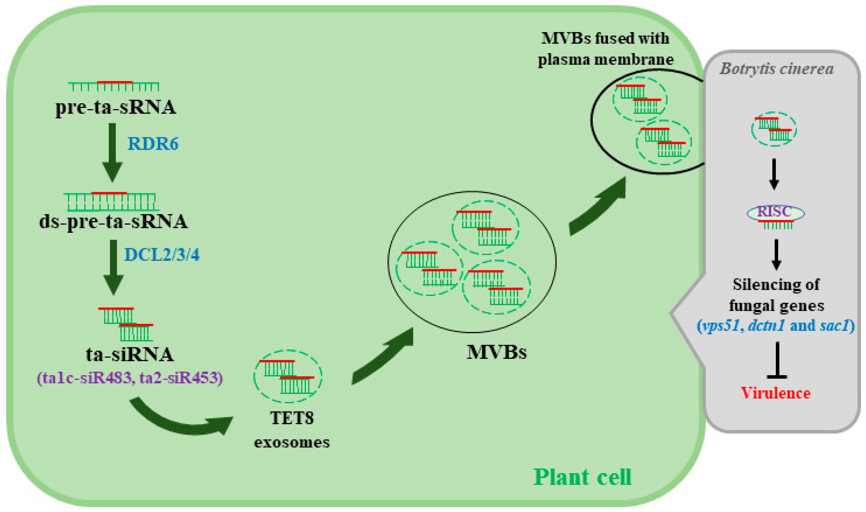 Ijms 21 02072 g002 Ijms 21 02072 g002