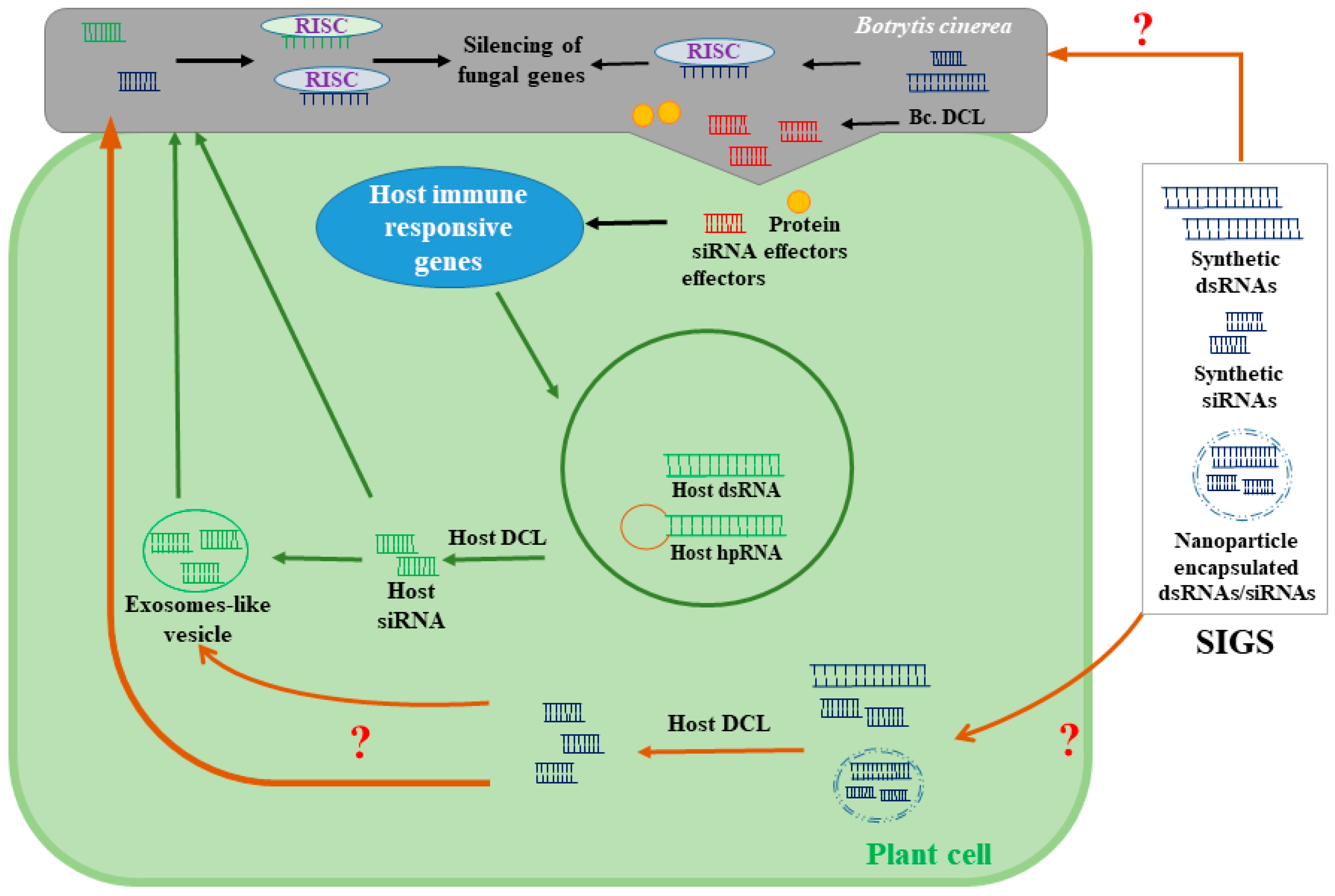 Ijms 21 02072 g003 Ijms 21 02072 g003