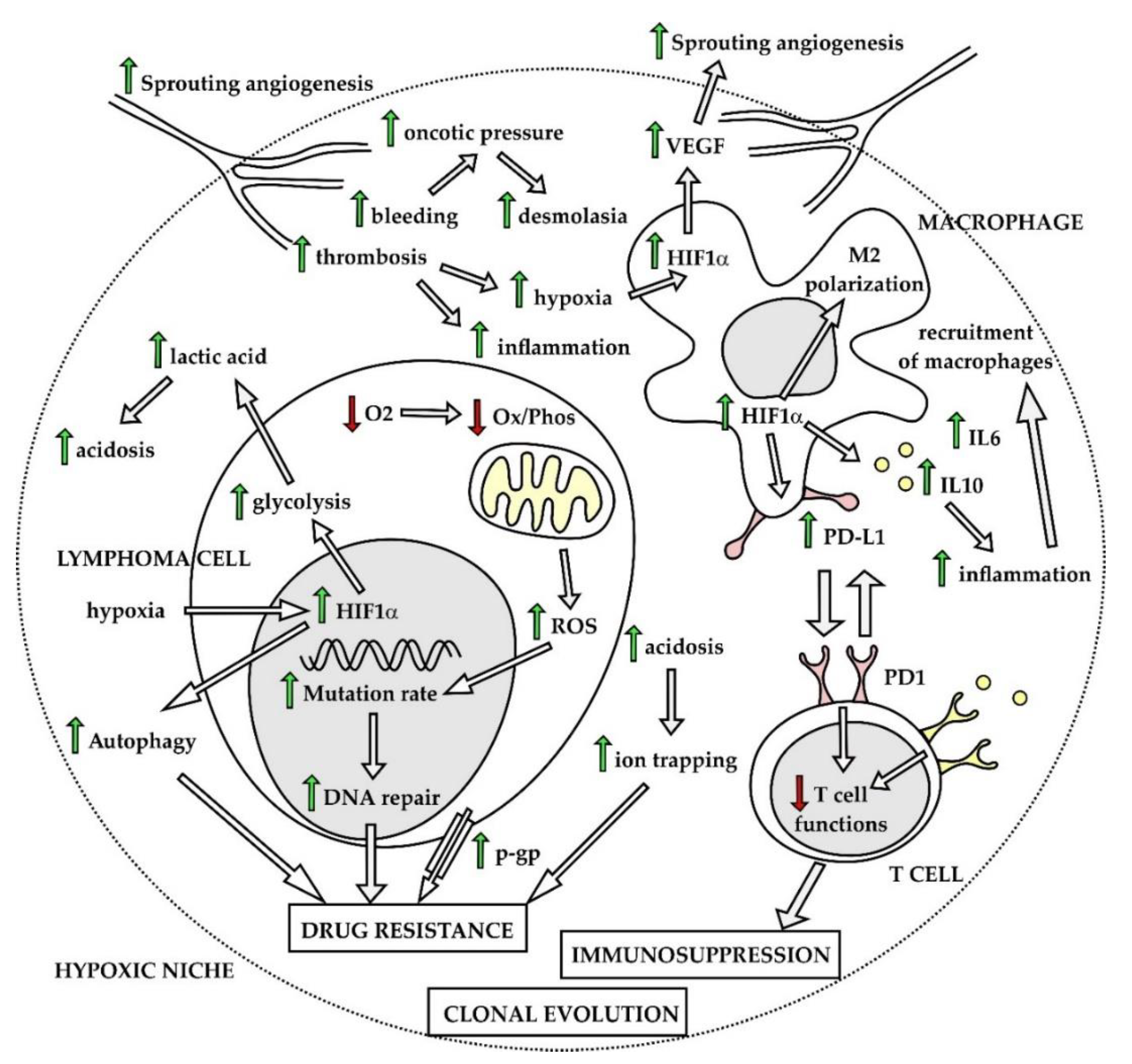 Ijms 21 02081 g004 Ijms 21 02081 g004