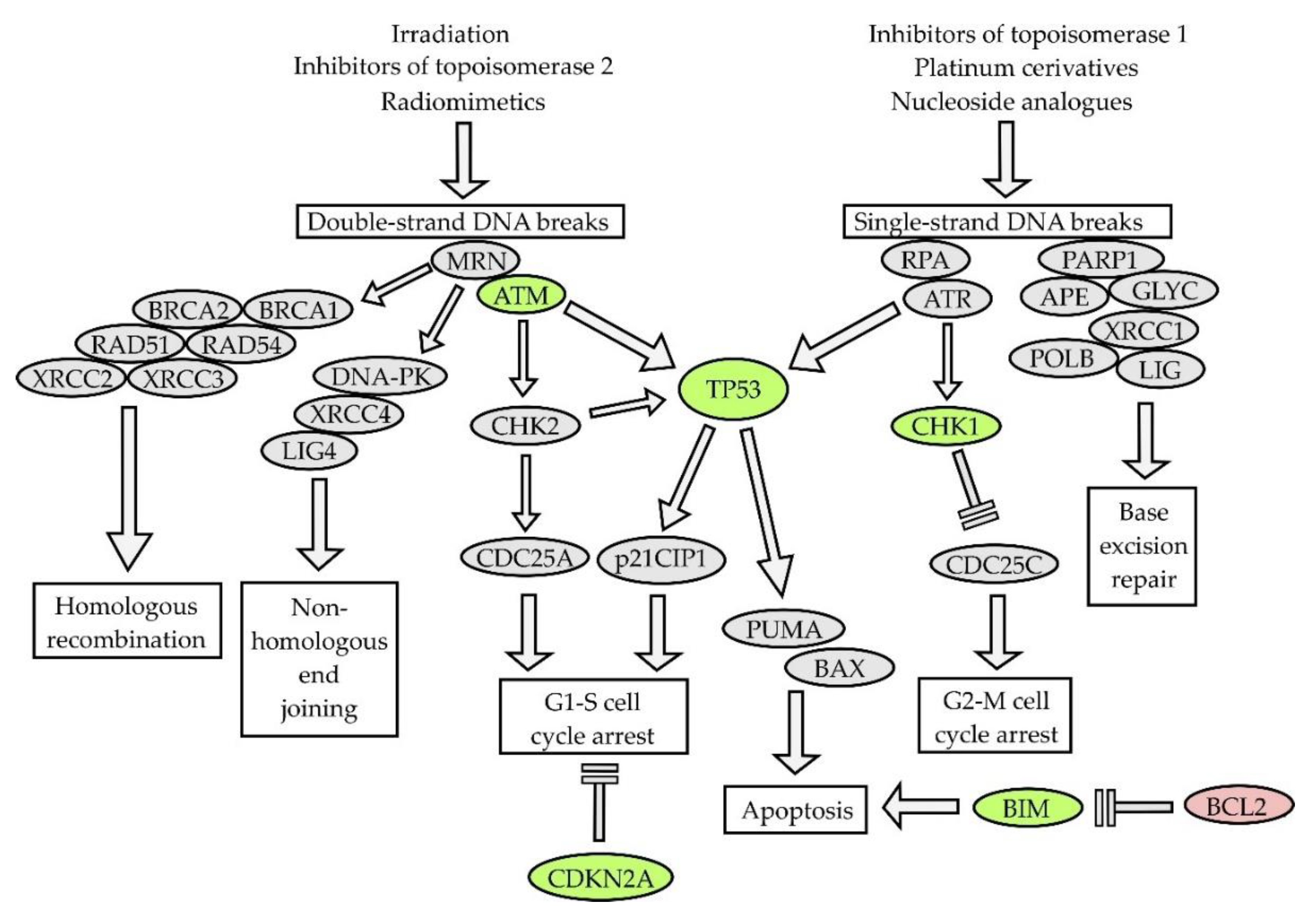Ijms 21 02081 g005 Ijms 21 02081 g005