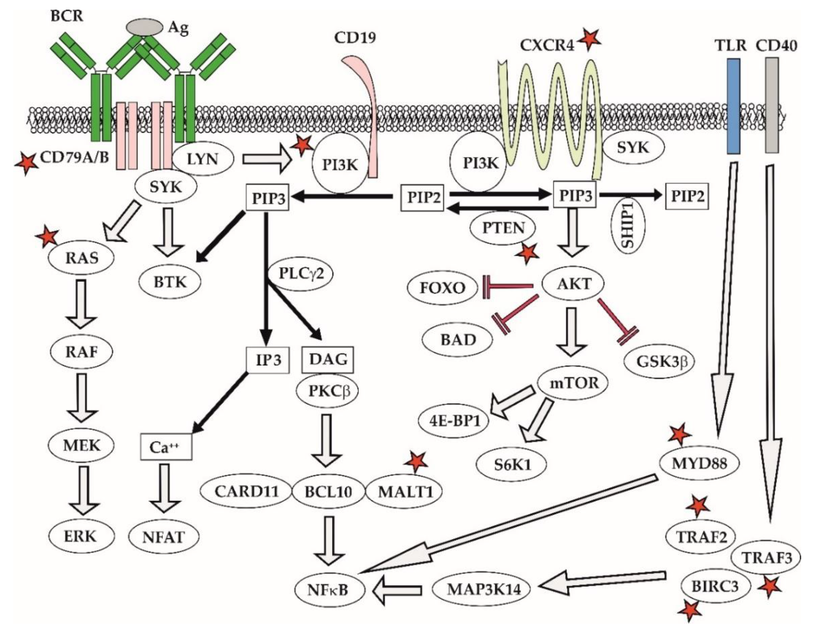 Ijms 21 02081 g007 Ijms 21 02081 g007